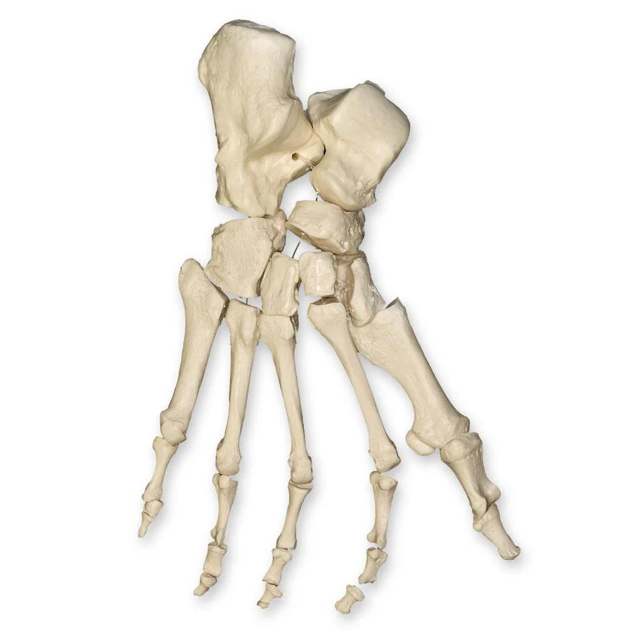 Real Human Foot - Image 3