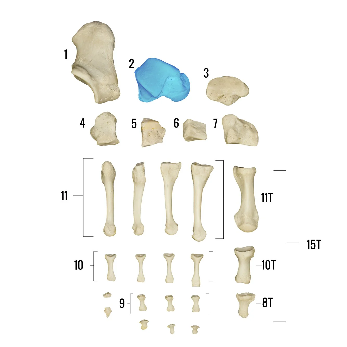 Real Human Foot - Individual Bones - Image 3