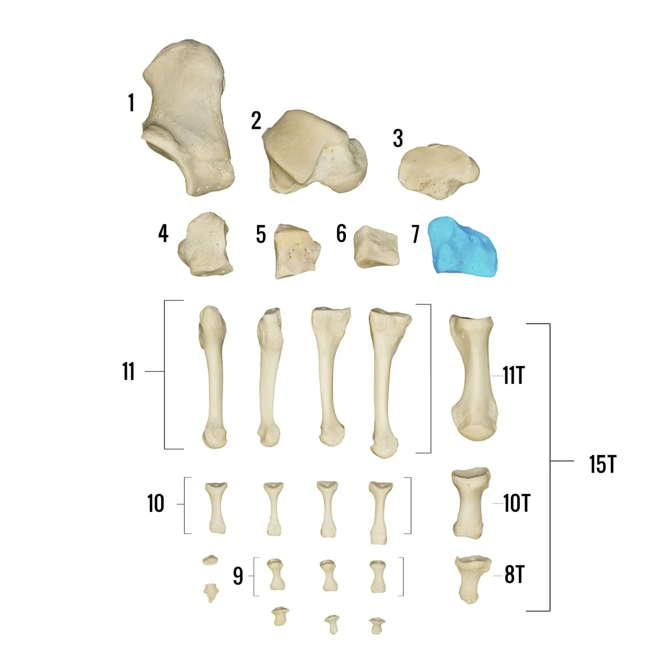 Real Human Foot - Individual Bones - Image 8