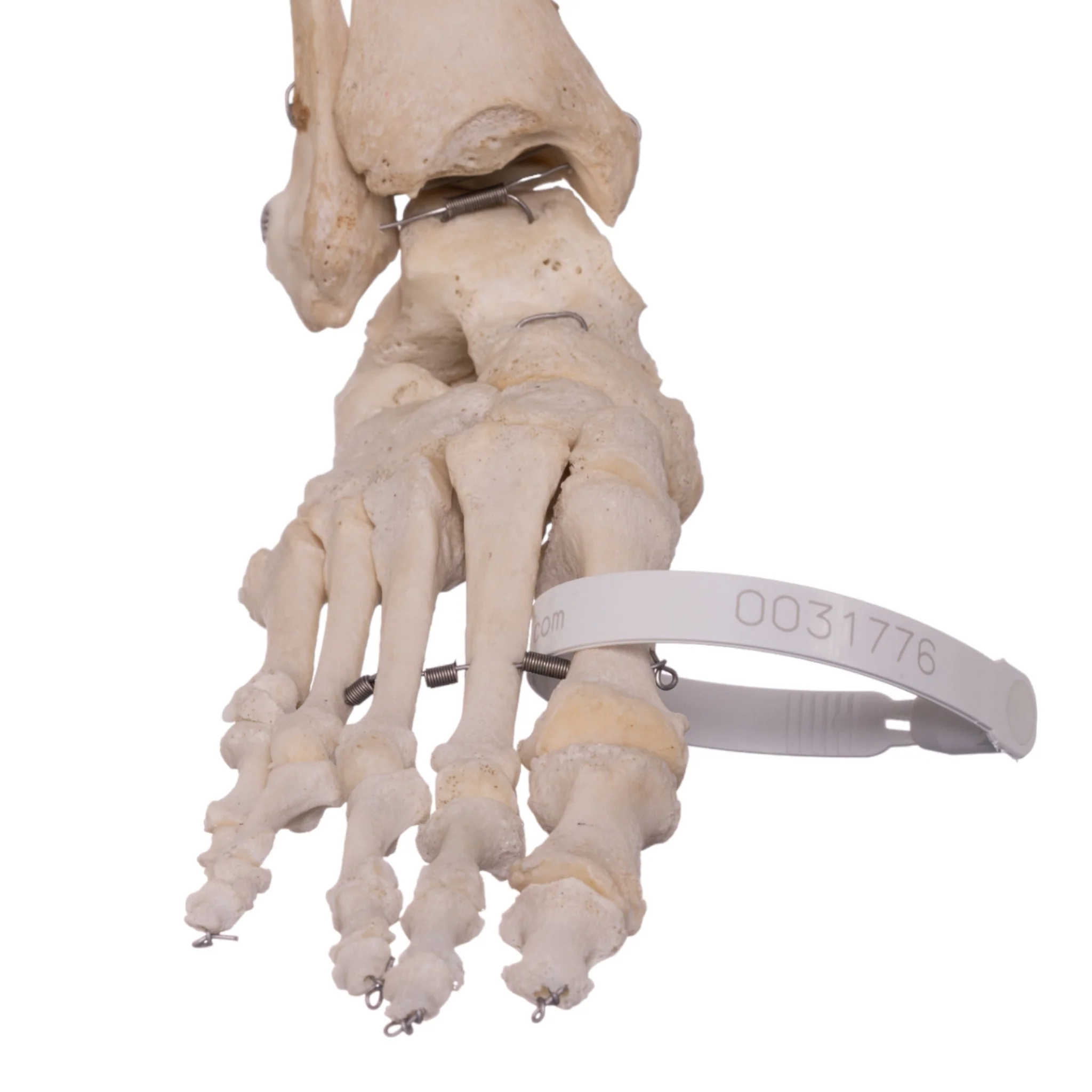 Real Human Right Foot with Partial Tibia and Fibula - Image 2