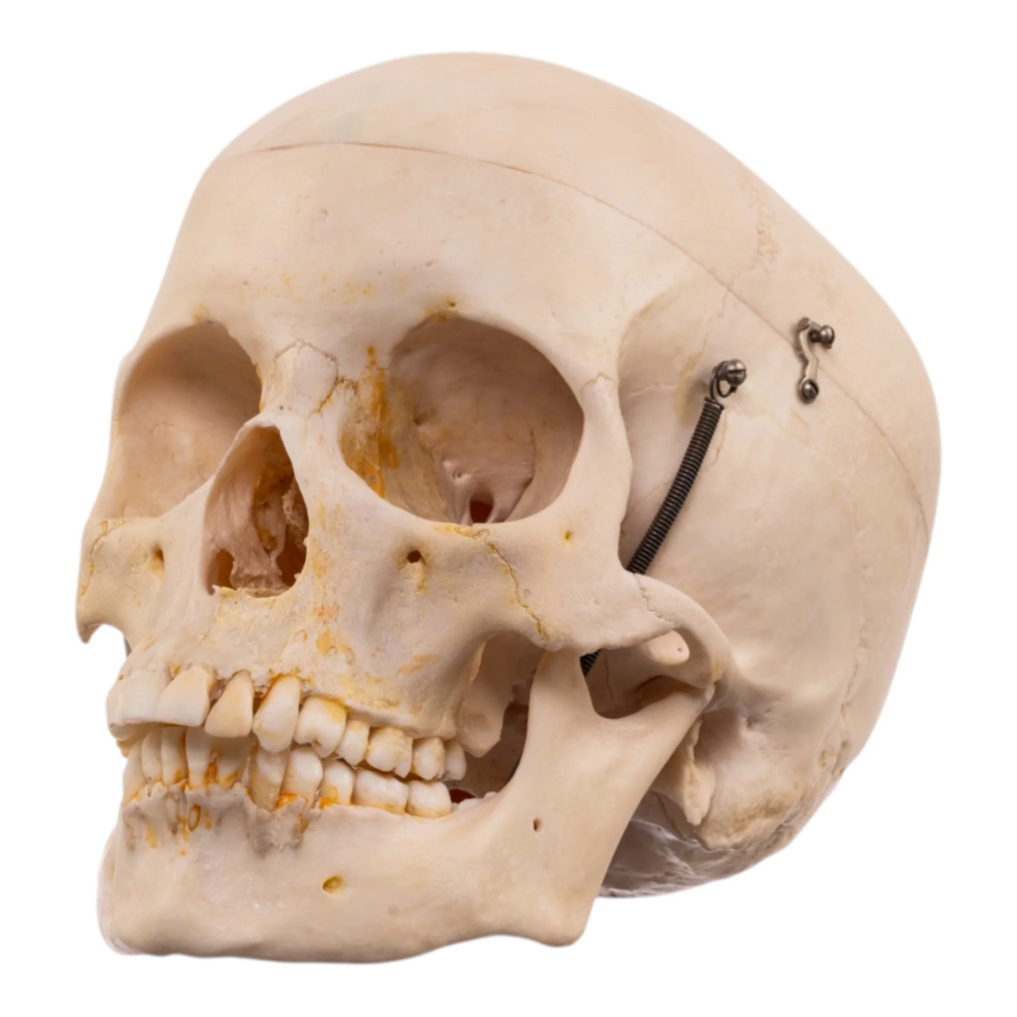 Real Human Half Skeleton - Image 2