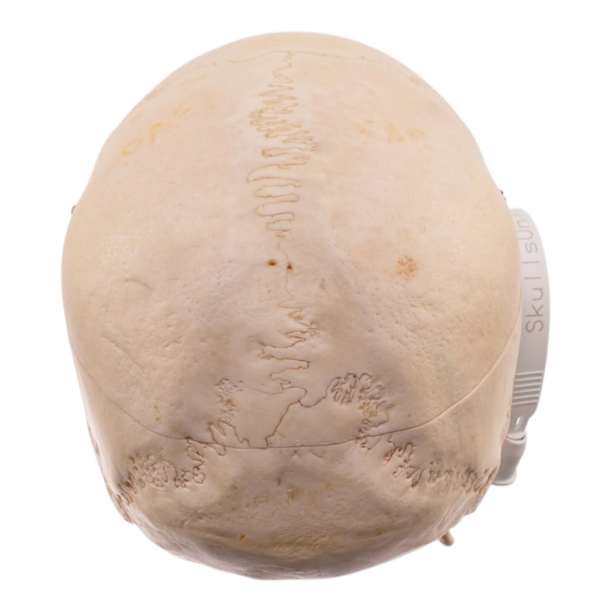 Real Human Half Skeleton - Image 6