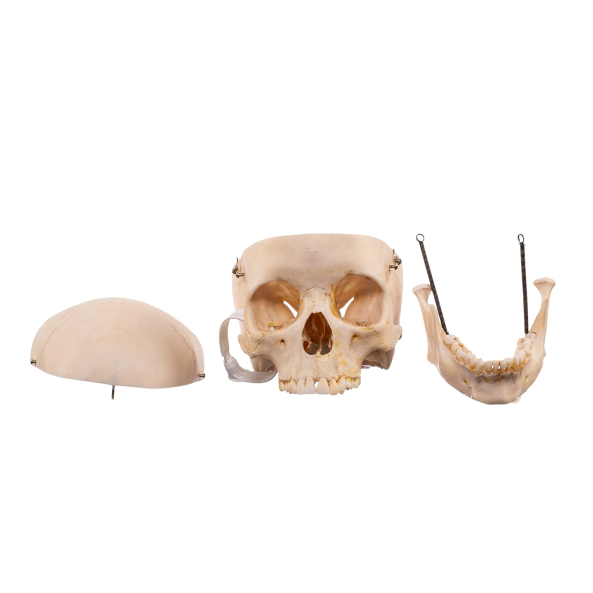 Real Human Half Skeleton - Image 8