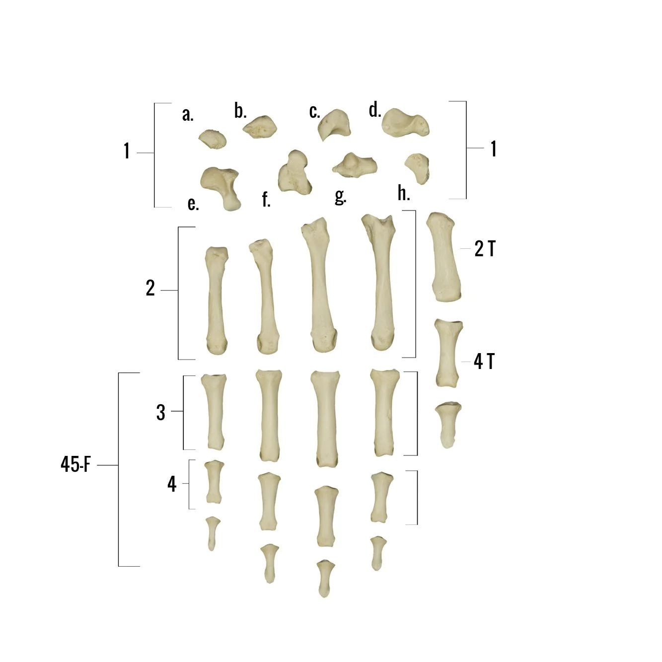 Real Human Hand - Image 3