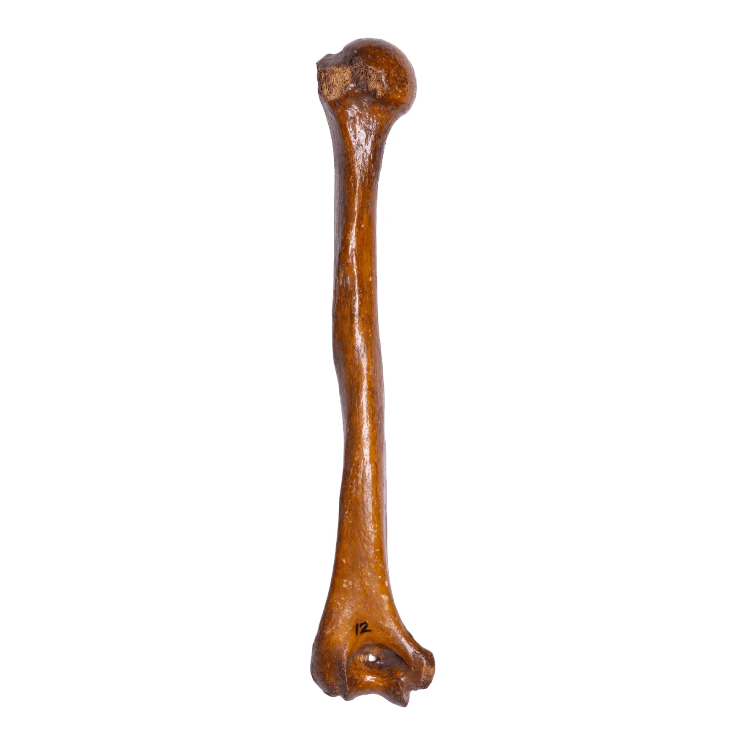Real Human Humerus - Antique (Single) - Image 2