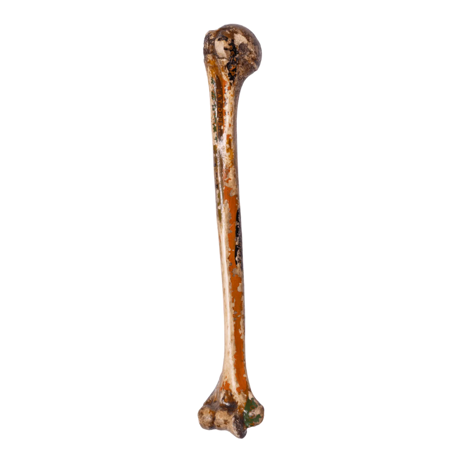 Real Human Humerus - Antique (Single) - Image 3