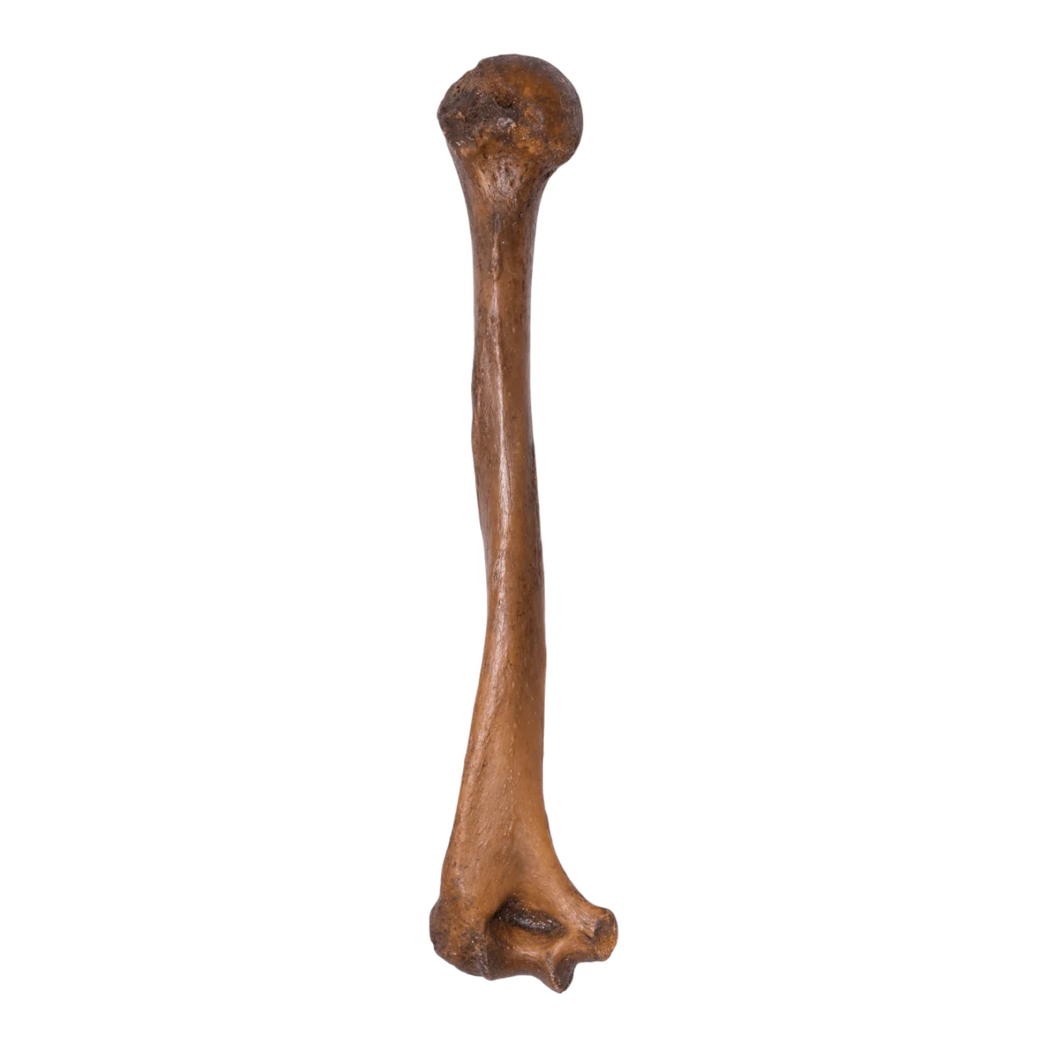 Real Human Humerus - Antique (Single) - Image 4