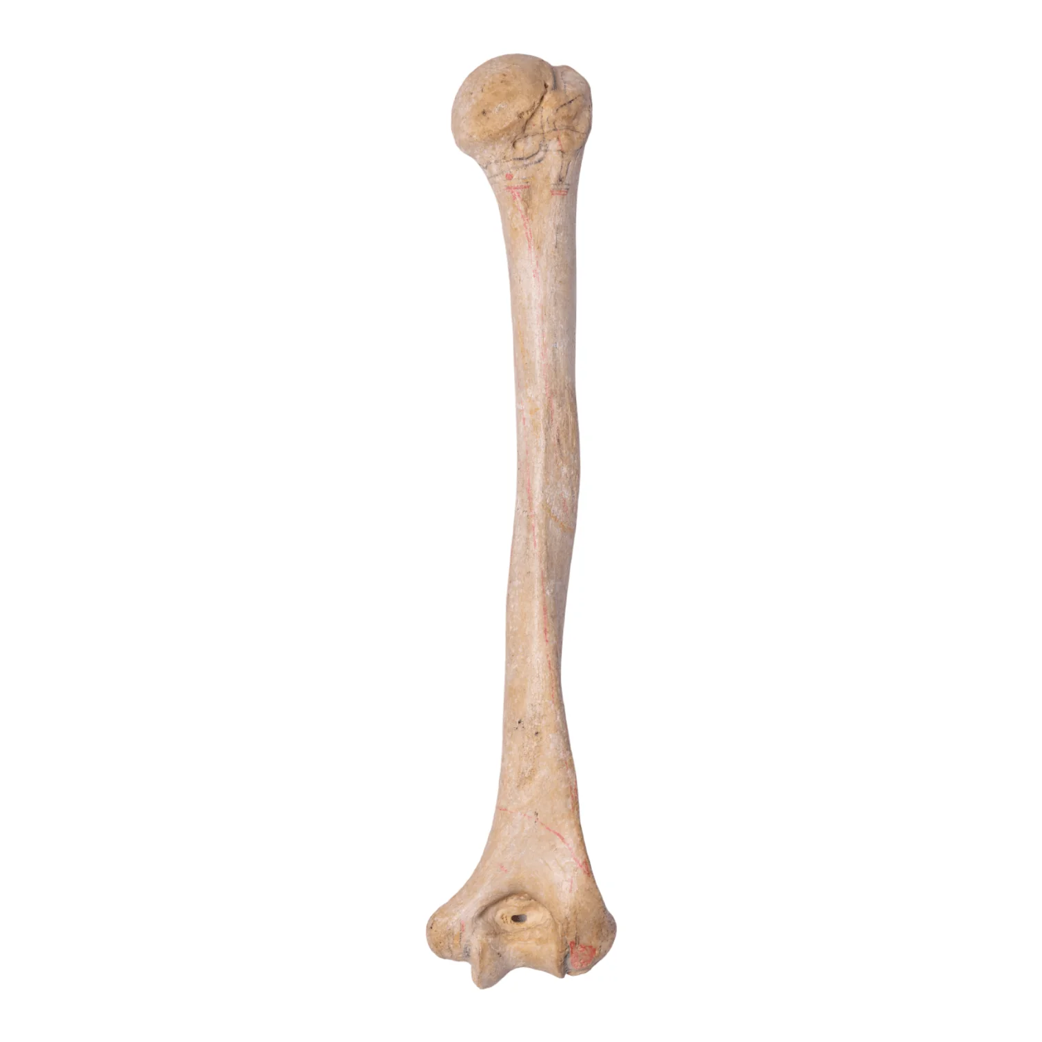 Real Human Humerus - Antique (Single) - Image 5
