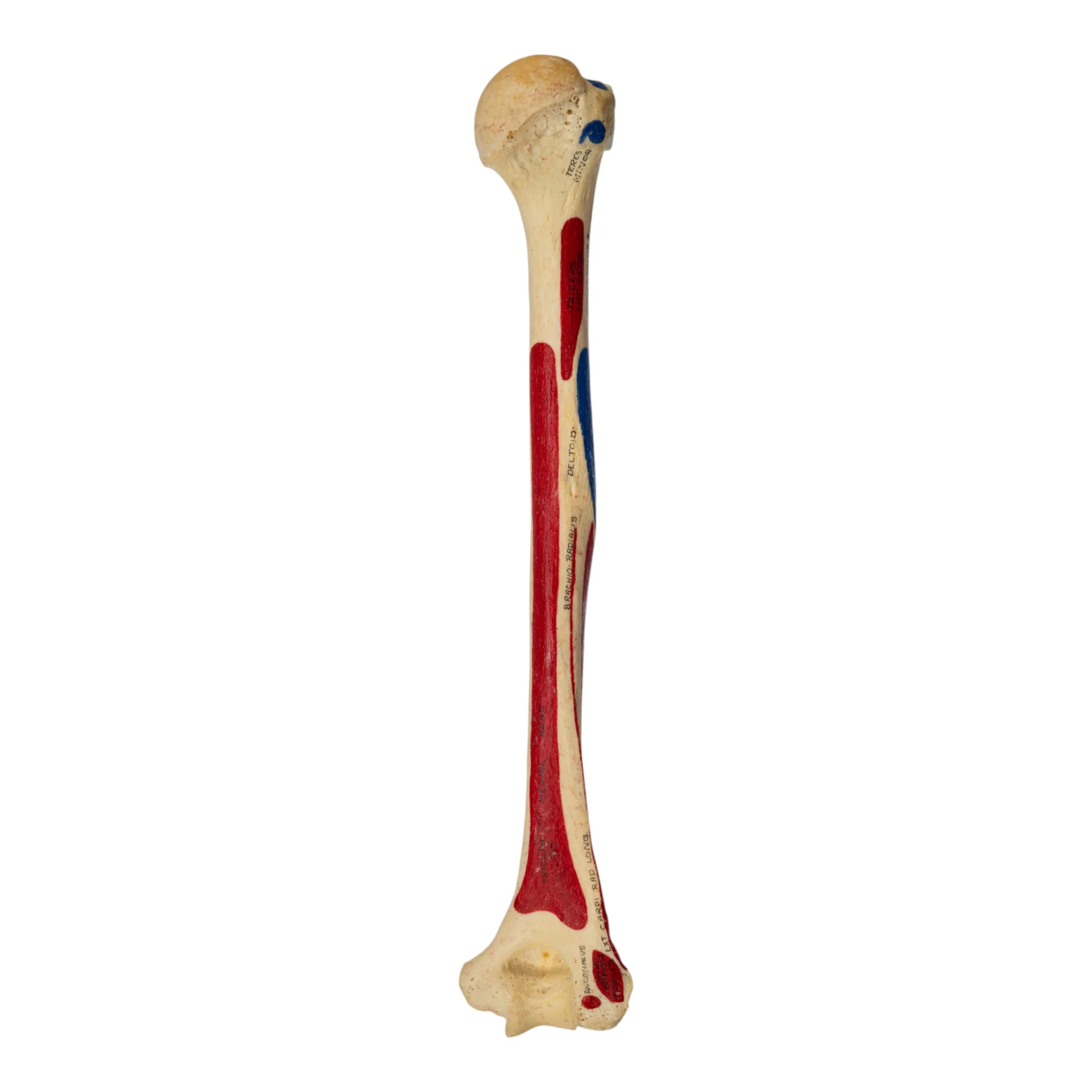 Real Human Humerus - Painted