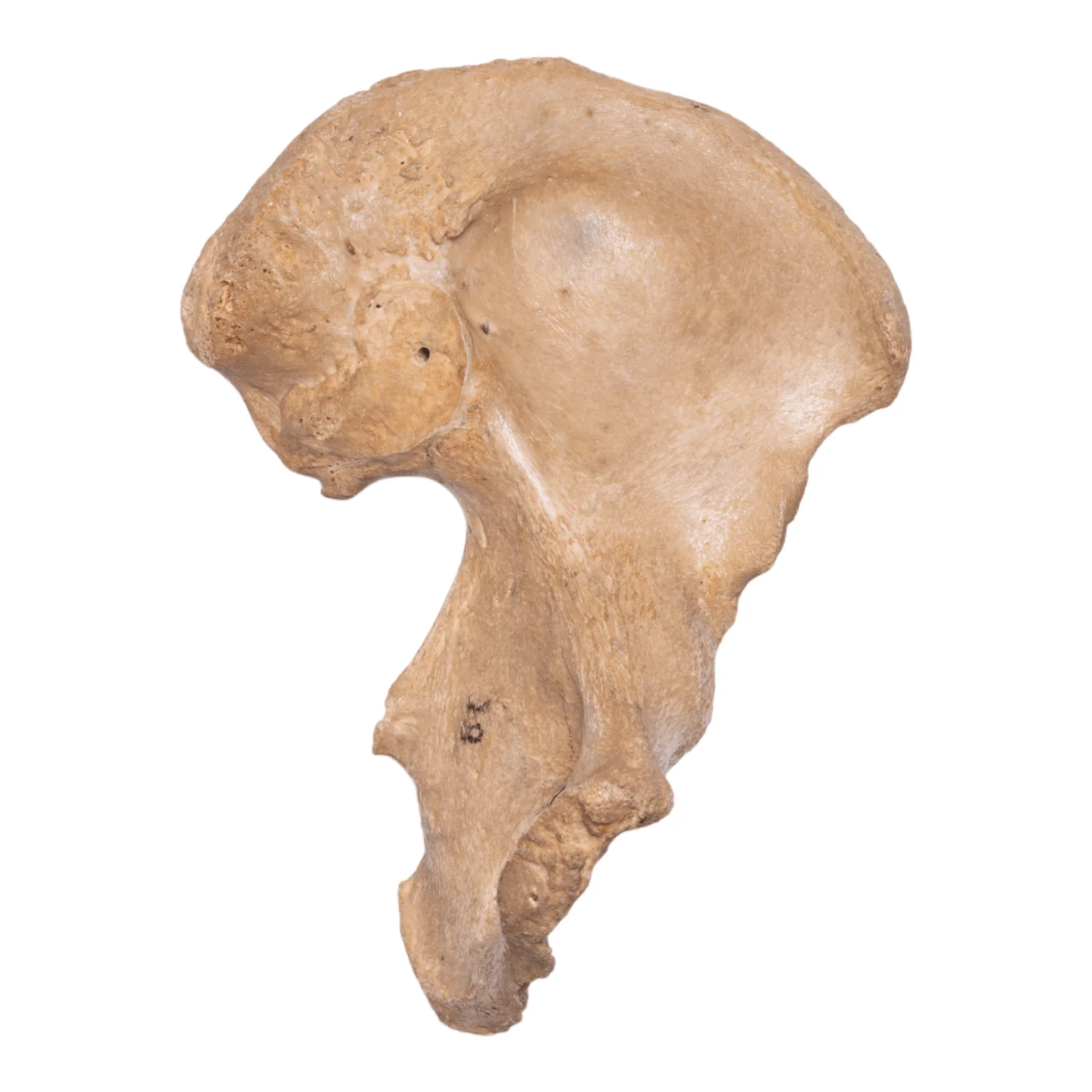 Real Human Hip Bone (Innominate) - Antique (Single) - Image 3