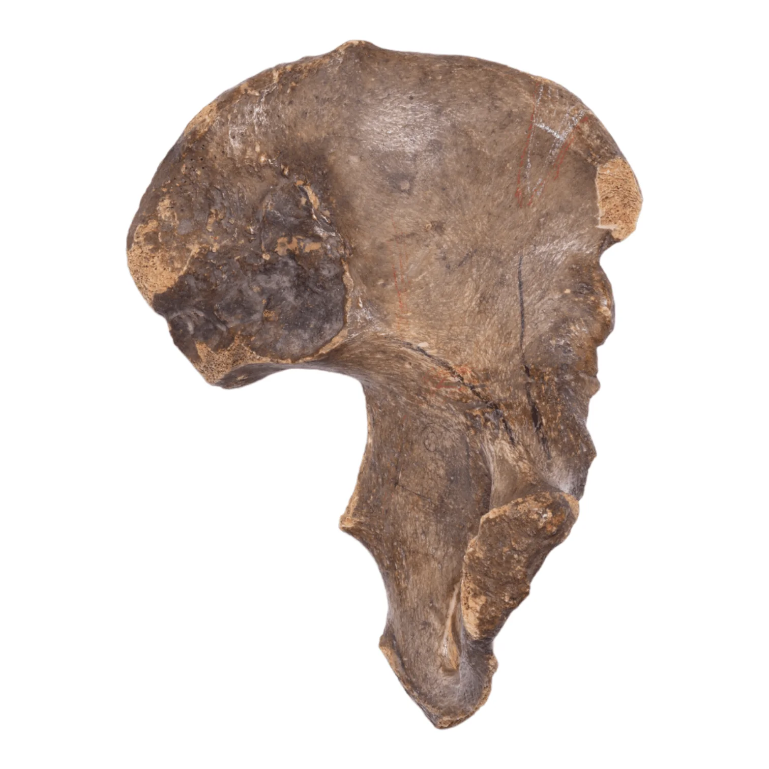 Real Human Hip Bone (Innominate) - Antique (Single) - Image 4