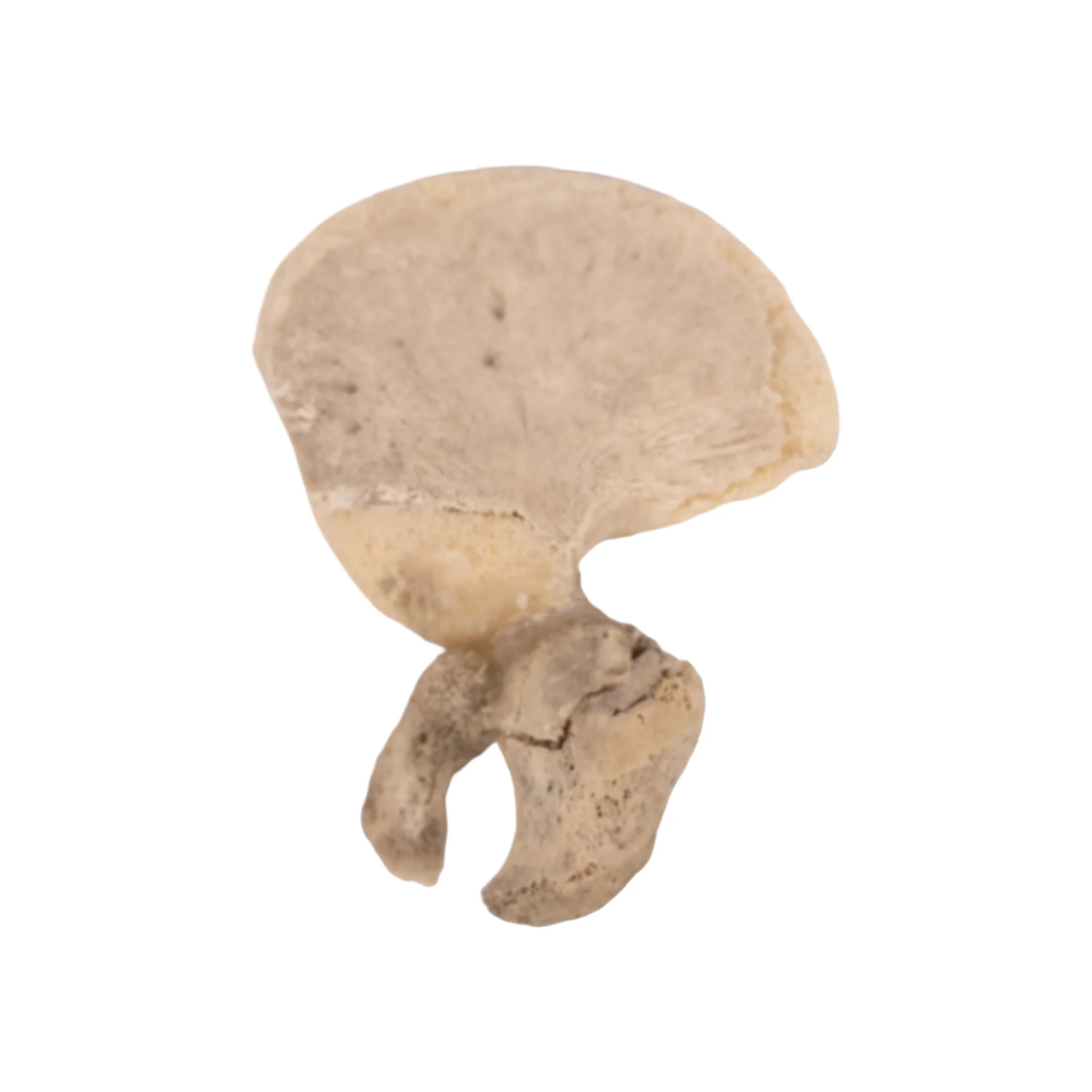 Real Research Quality Human Fetal Hip Bone (Innominate) - Single - Image 2