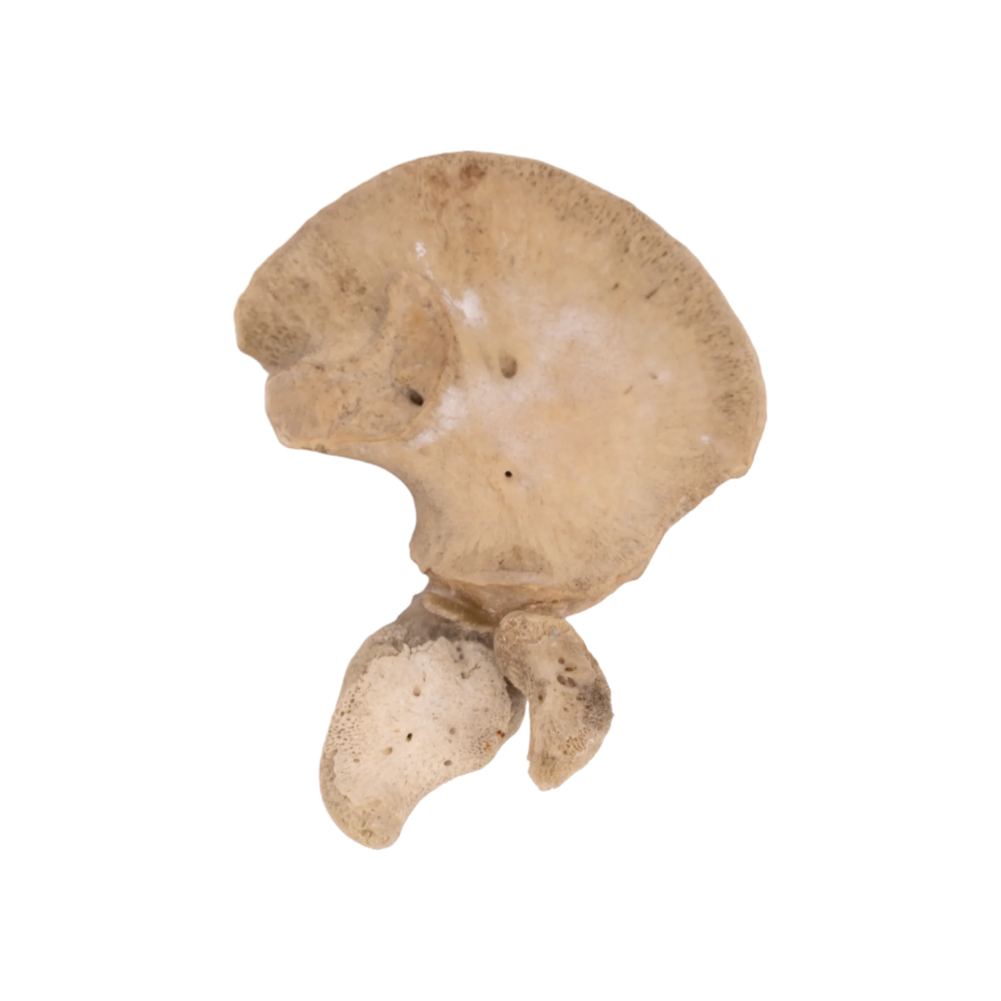 Real Research Quality Human Fetal Hip Bone (Innominate) - Single - Image 3