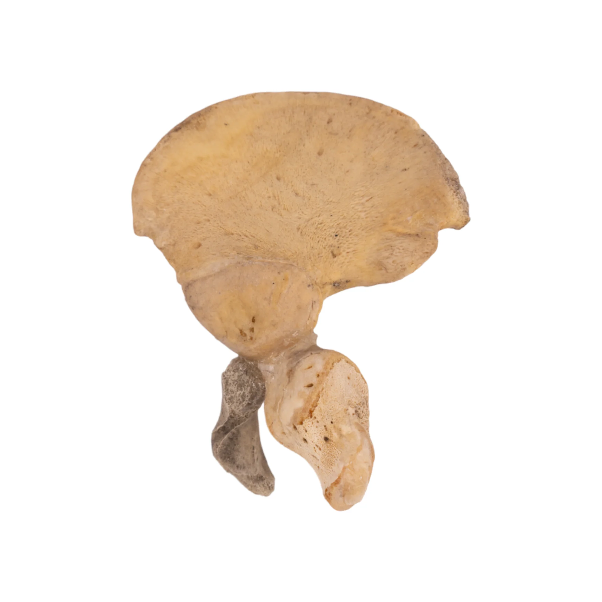 Real Research Quality Human Fetal Hip Bone (Innominate) - Single - Image 4