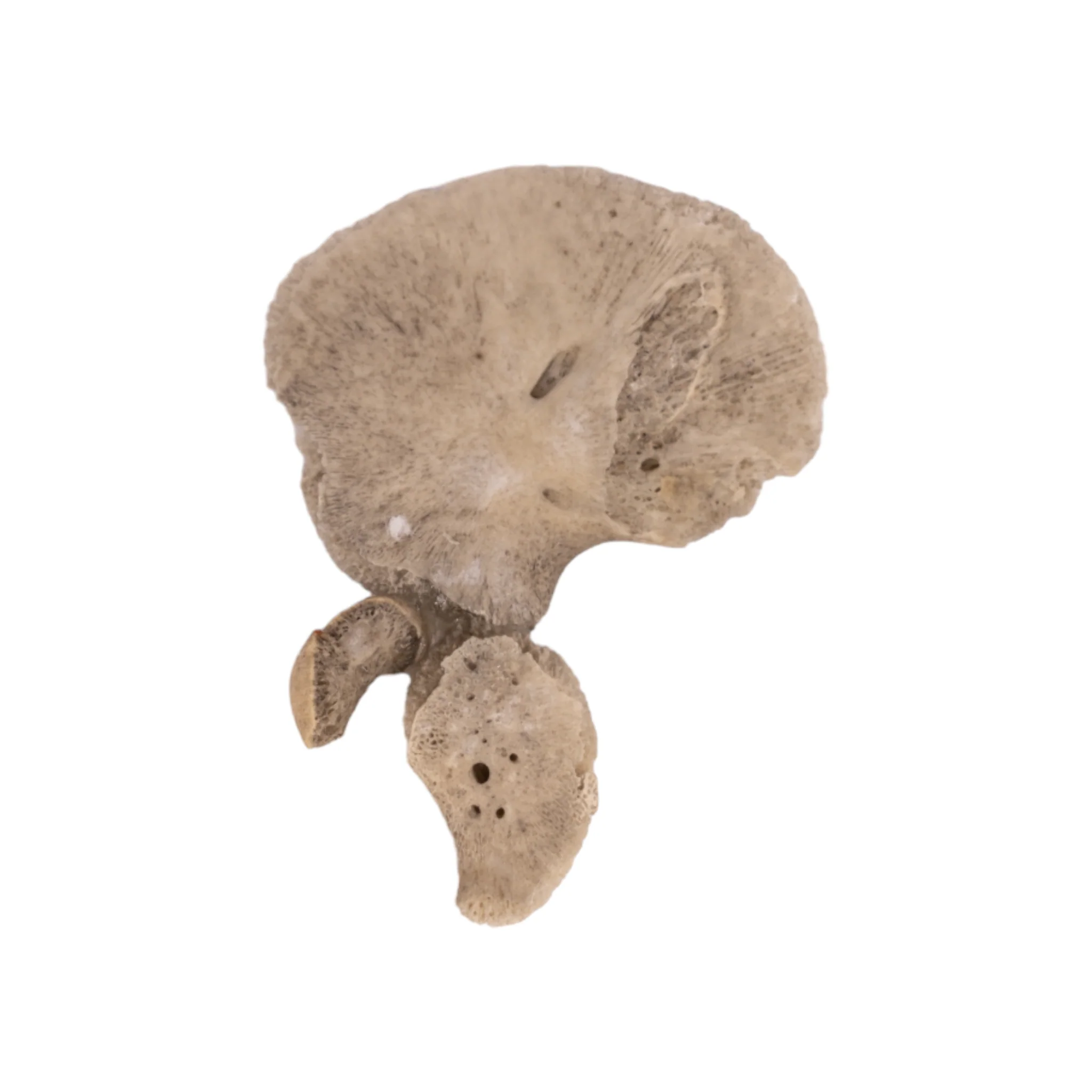 Real Research Quality Human Fetal Hip Bone (Innominate) - Single - Image 5