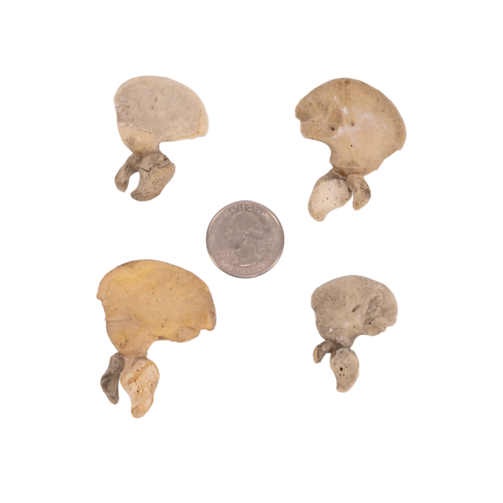 Real Research Quality Human Fetal Hip Bone (Innominate) - Single - Image 6