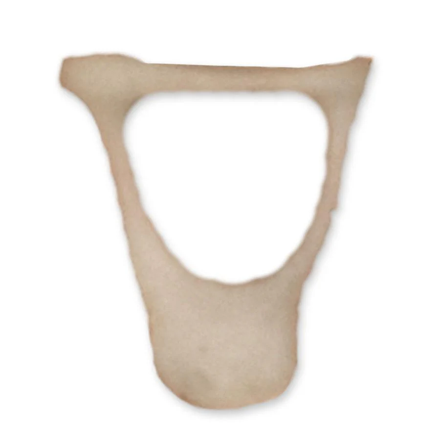 Real Human Inner Ear Ossicles - Image 3
