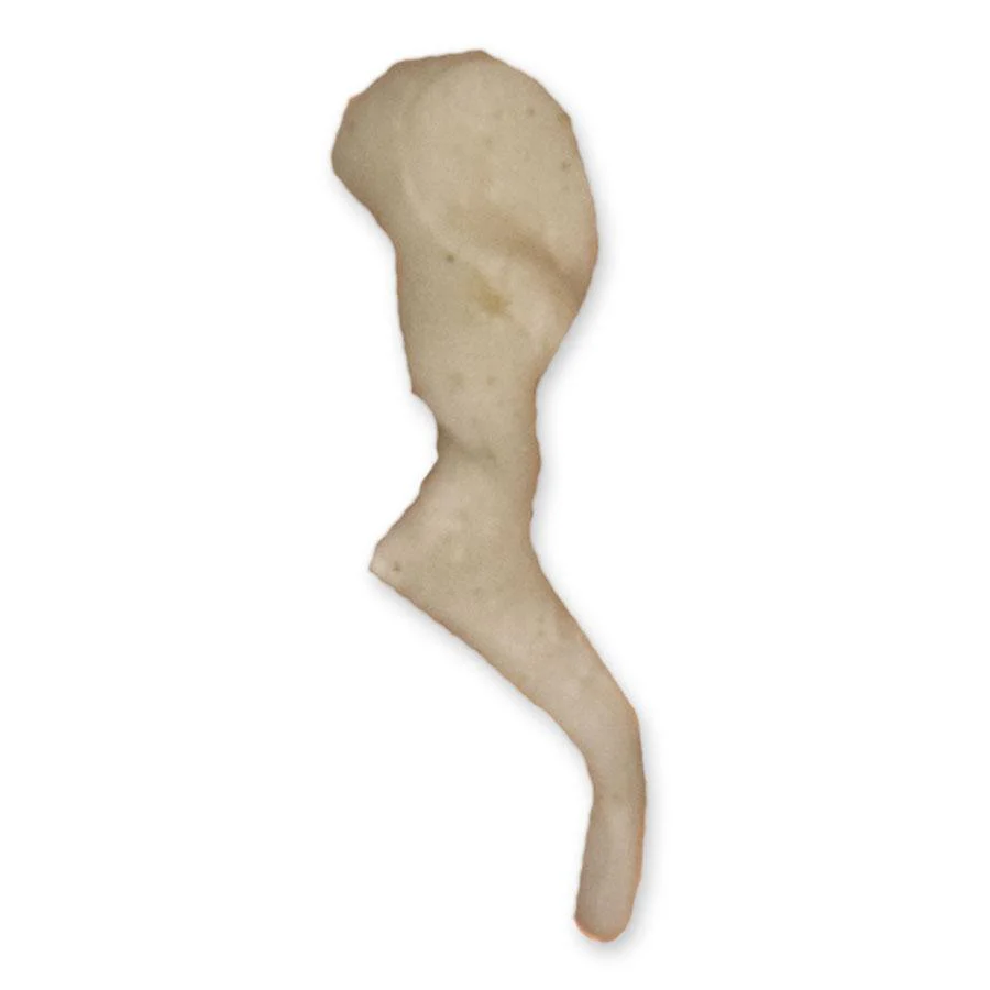Real Human Inner Ear Ossicles - Image 4
