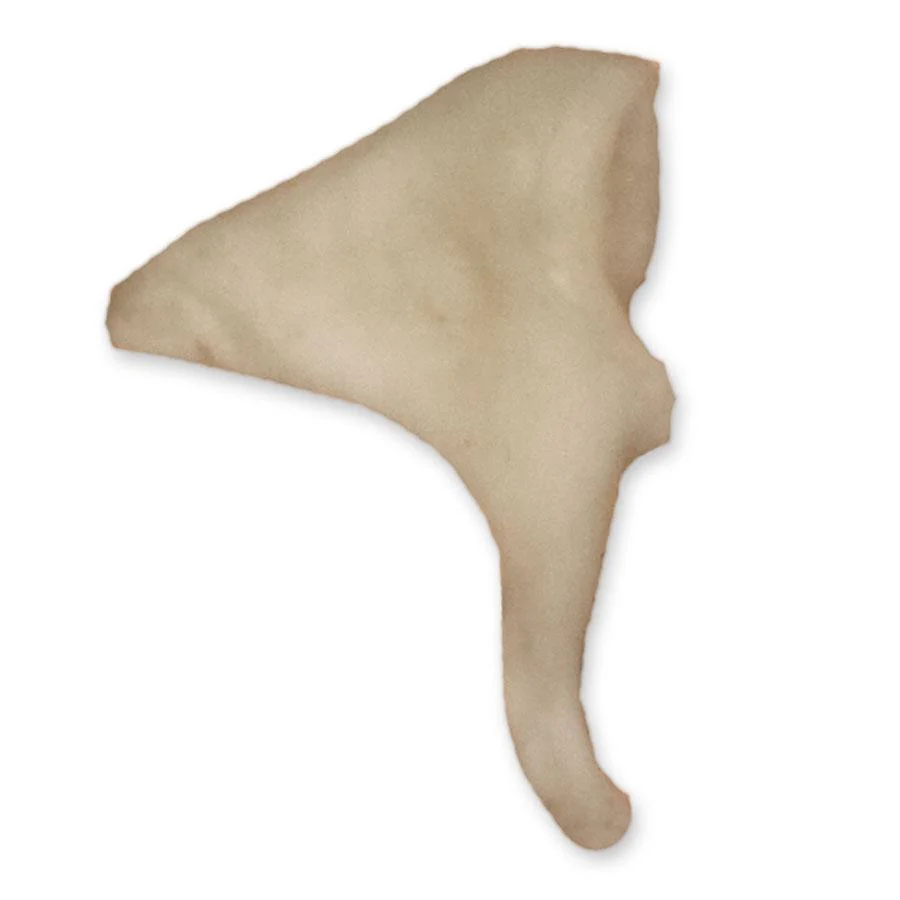 Real Human Inner Ear Ossicles - Image 5
