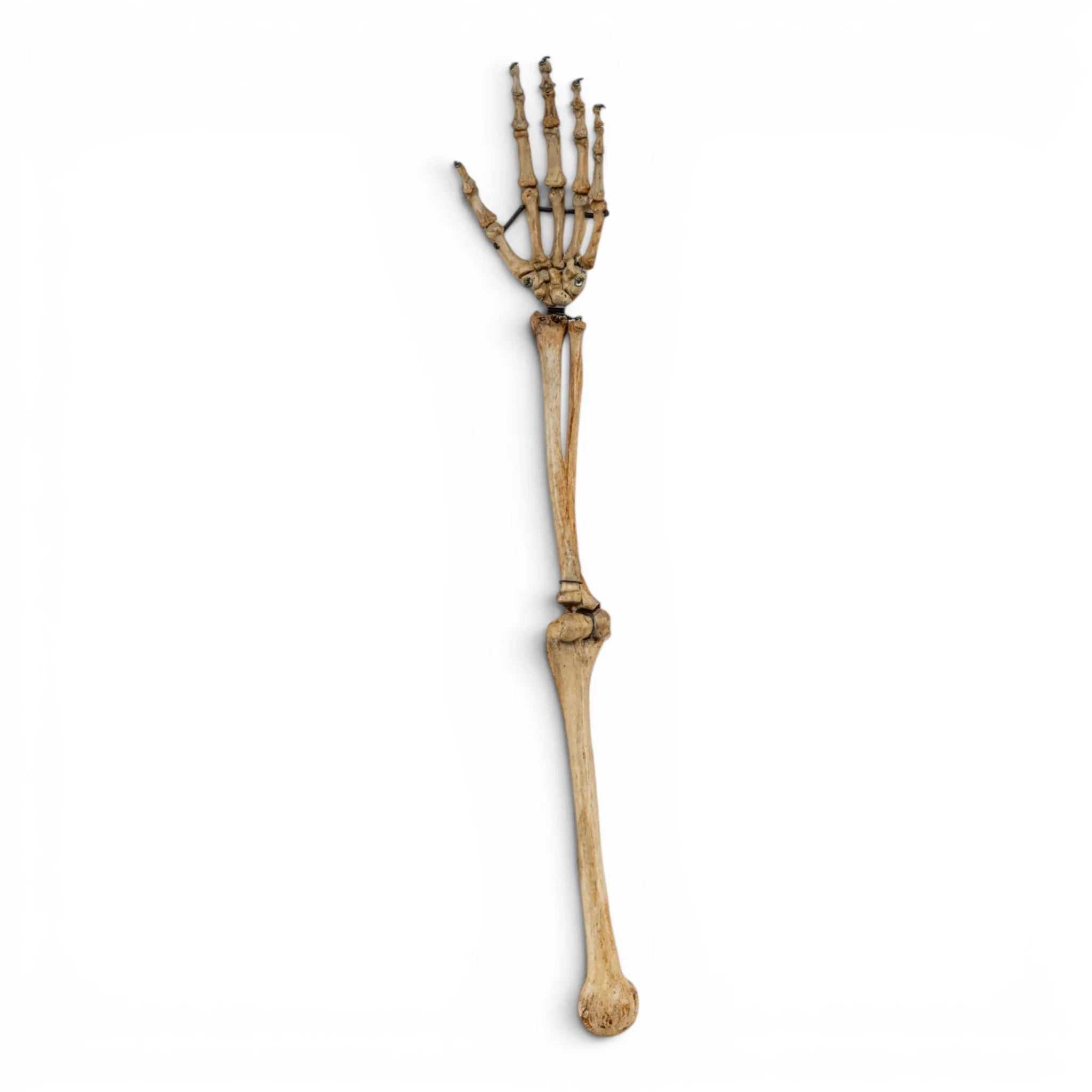 Real Human Left Arm - Articulated - Image 2