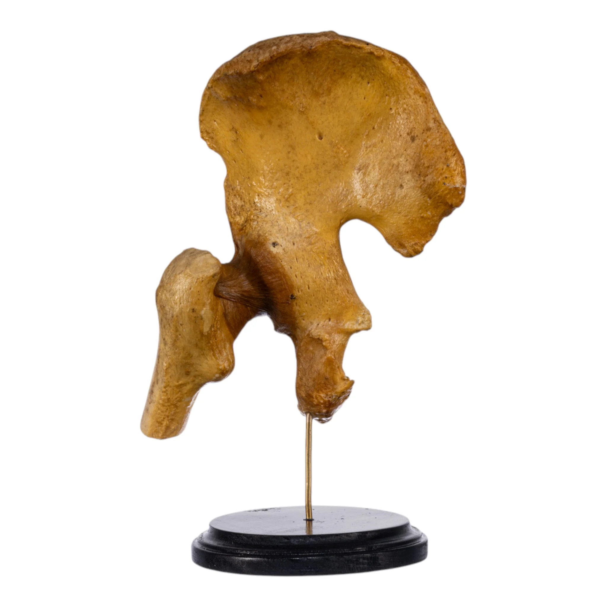 Real Human Left Hip Joint on Stand - Image 3