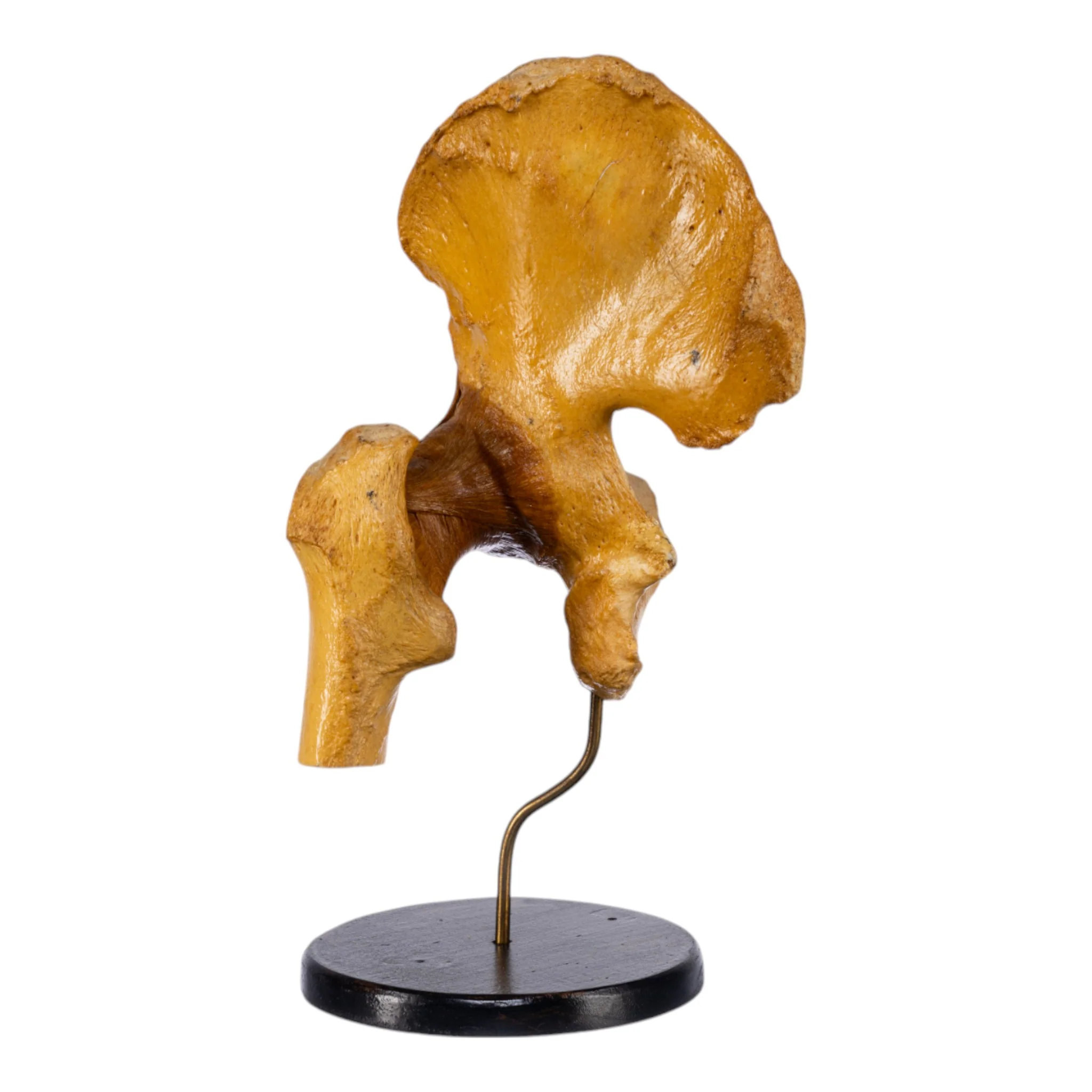 Real Human Left Hip Joint on Stand - Image 3