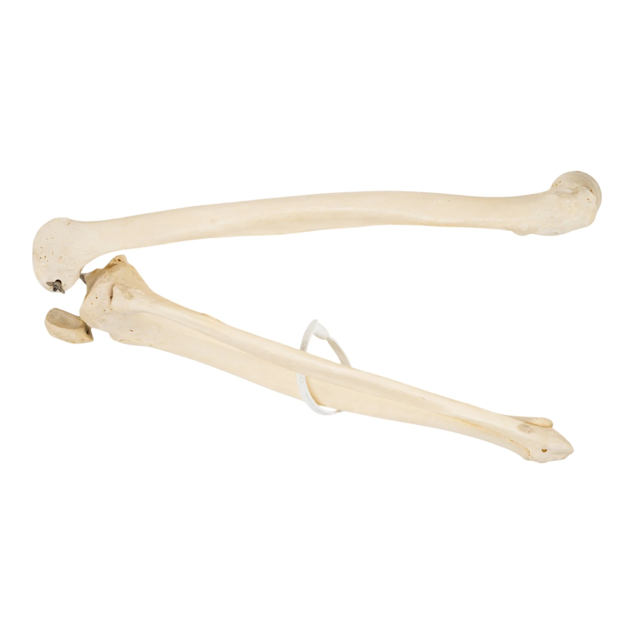 Real Human Left Leg - Image 3