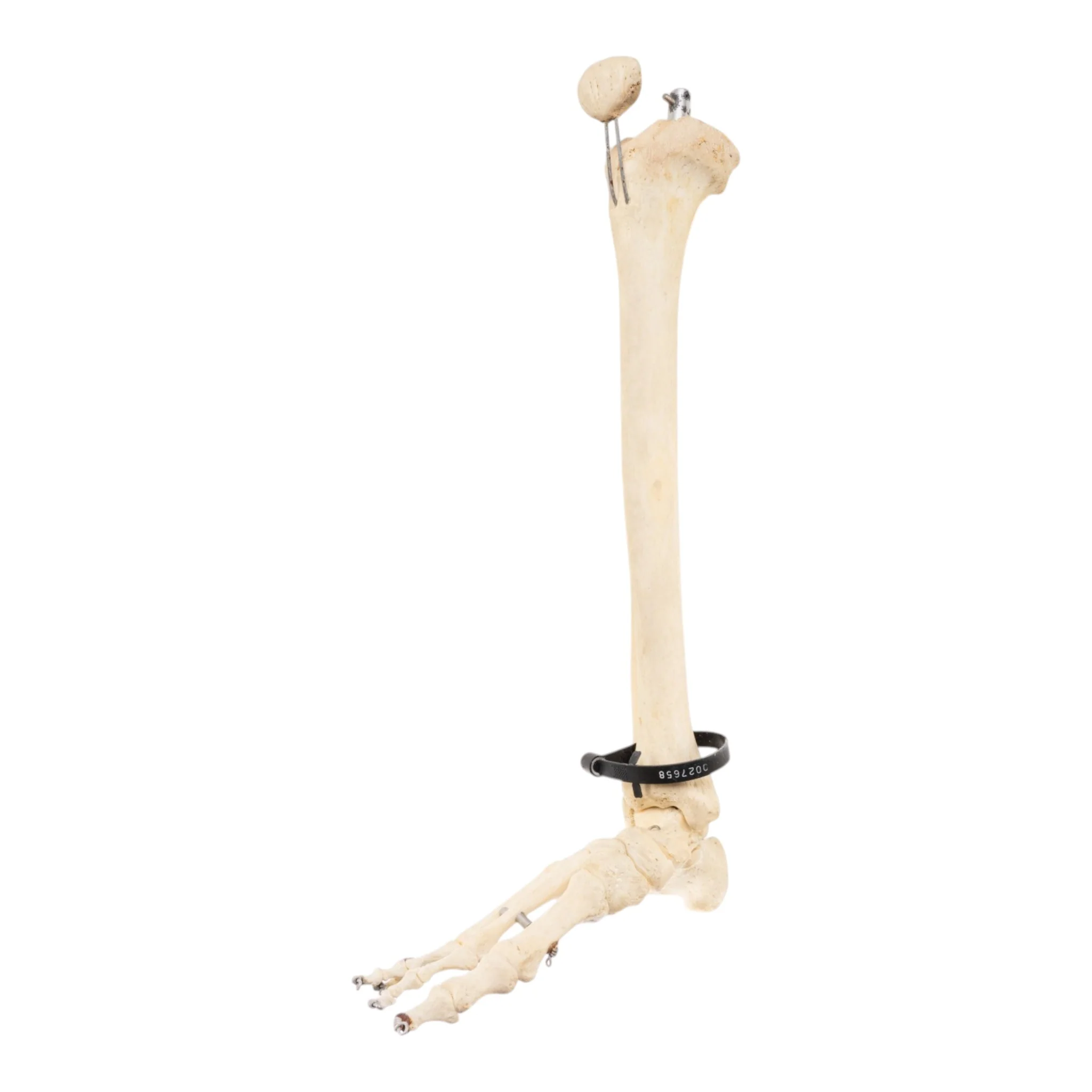 Real Articulated Human Right Leg - Image 2