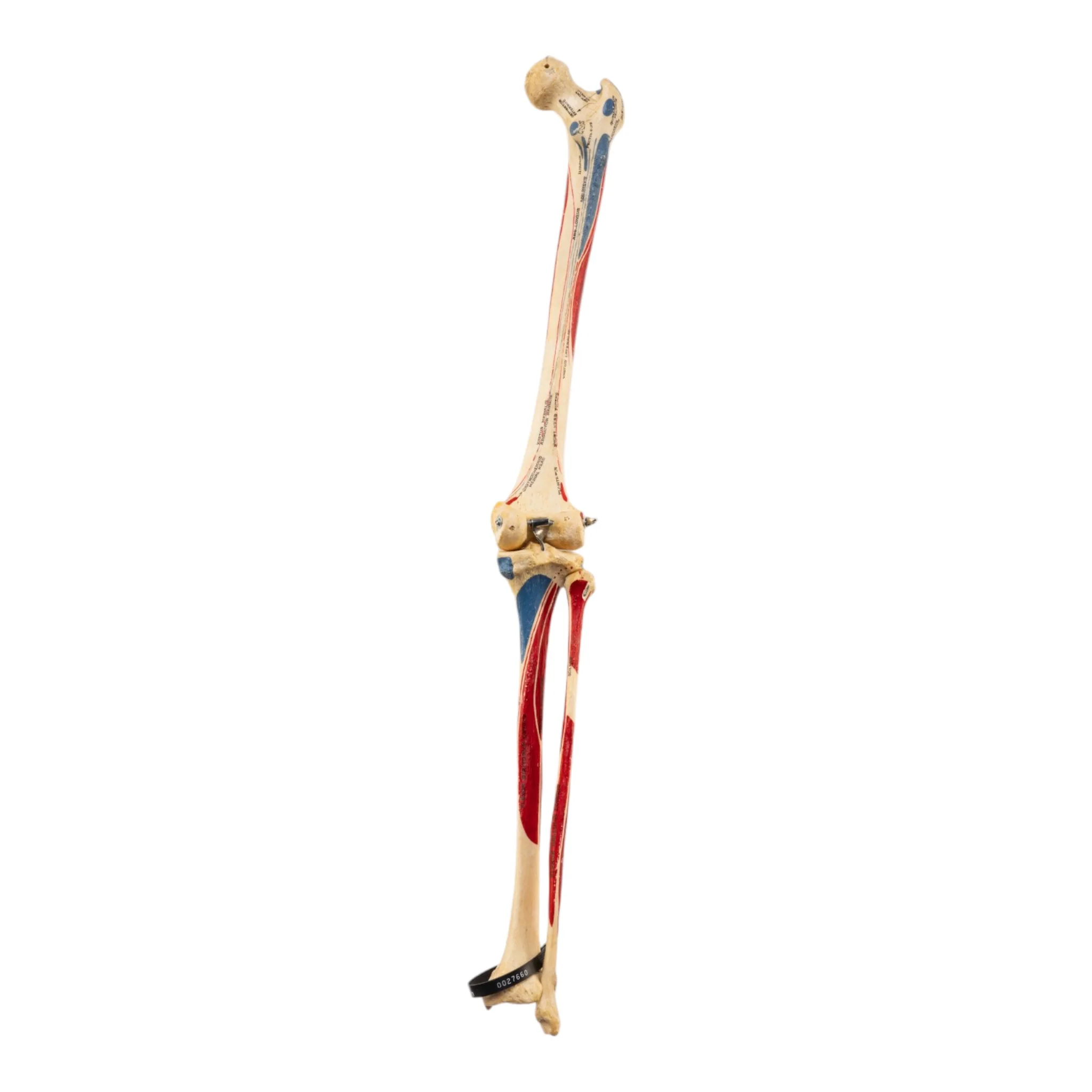 Real Human Right Leg - Painted - Image 2