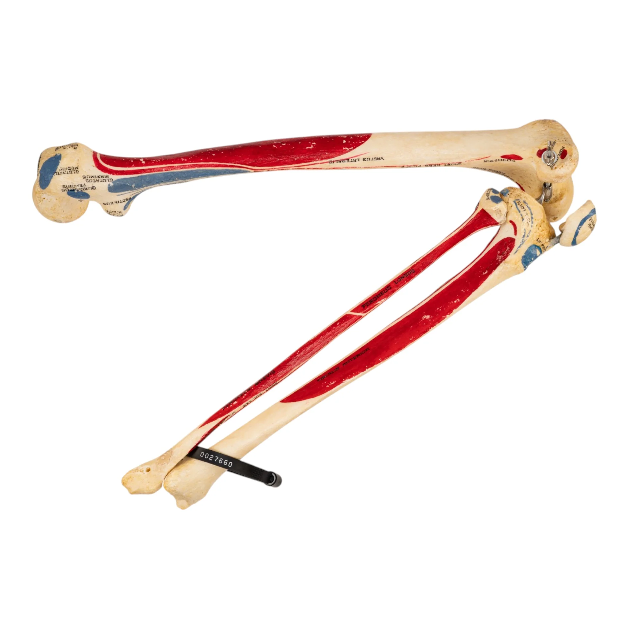 Real Human Right Leg - Painted - Image 3