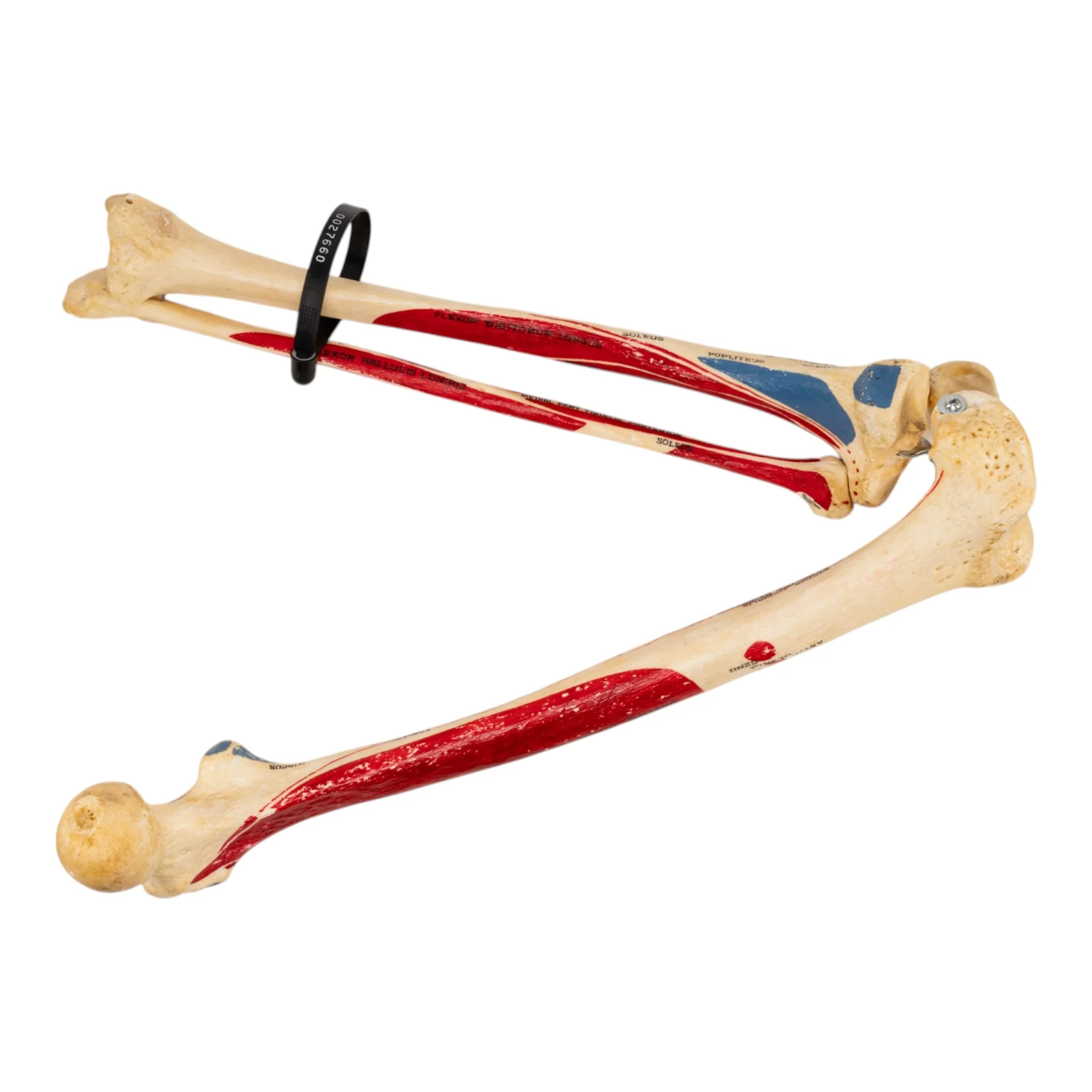 Real Human Right Leg - Painted - Image 4