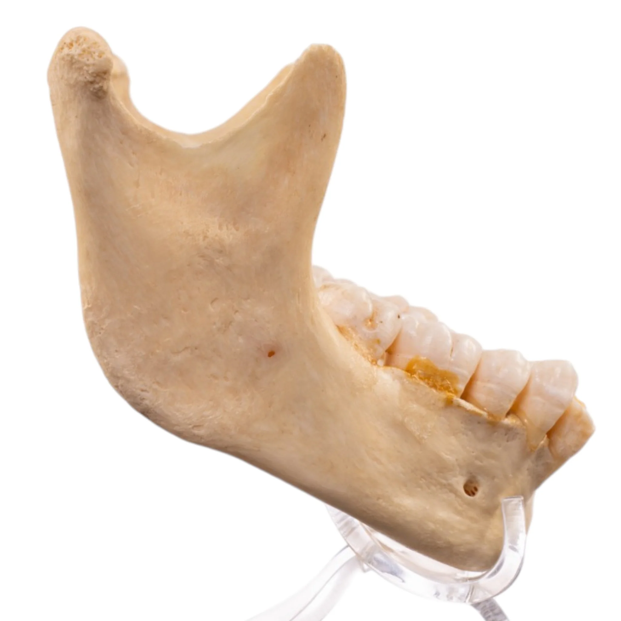 Real Human Mandible - Image 2