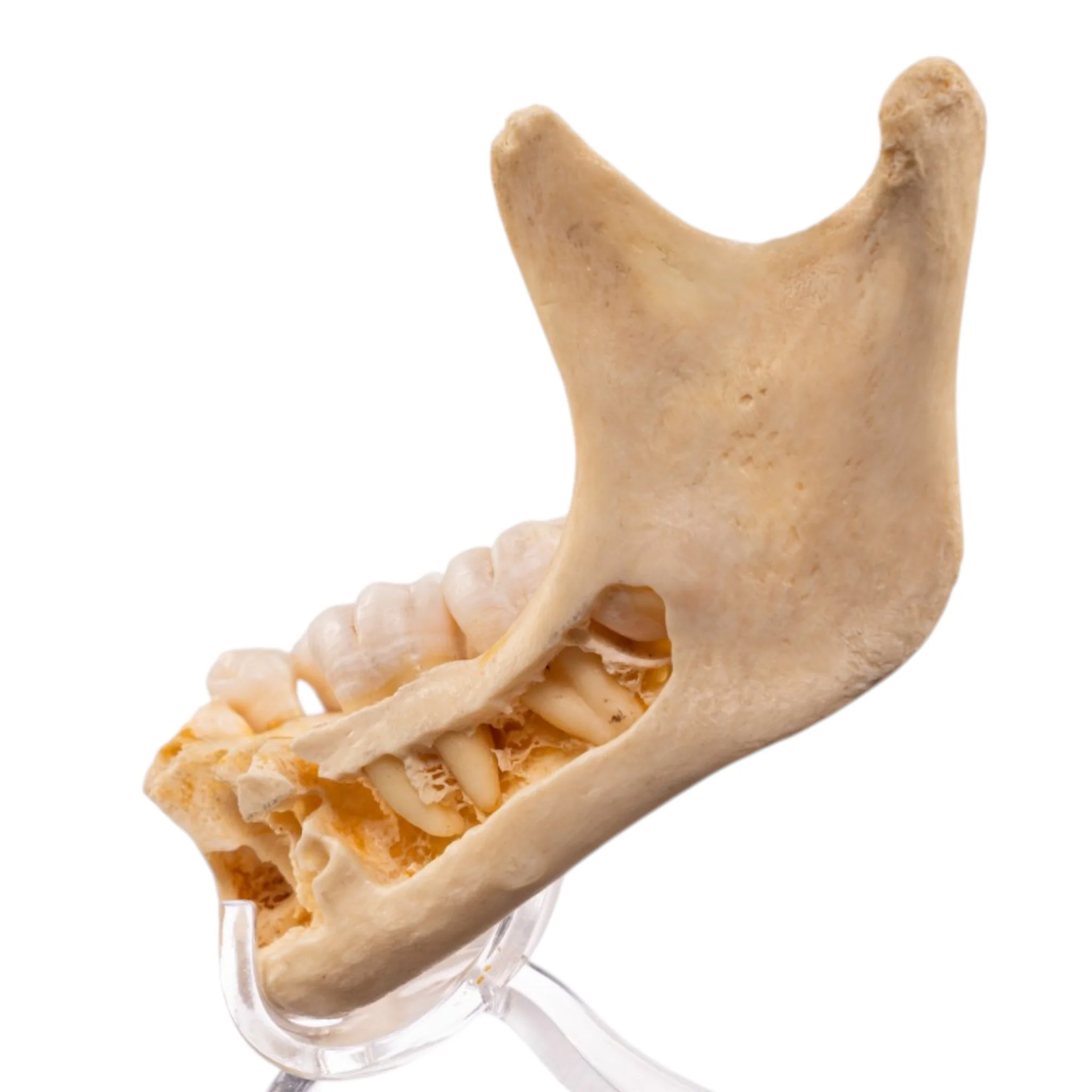 Real Human Mandible - Image 4