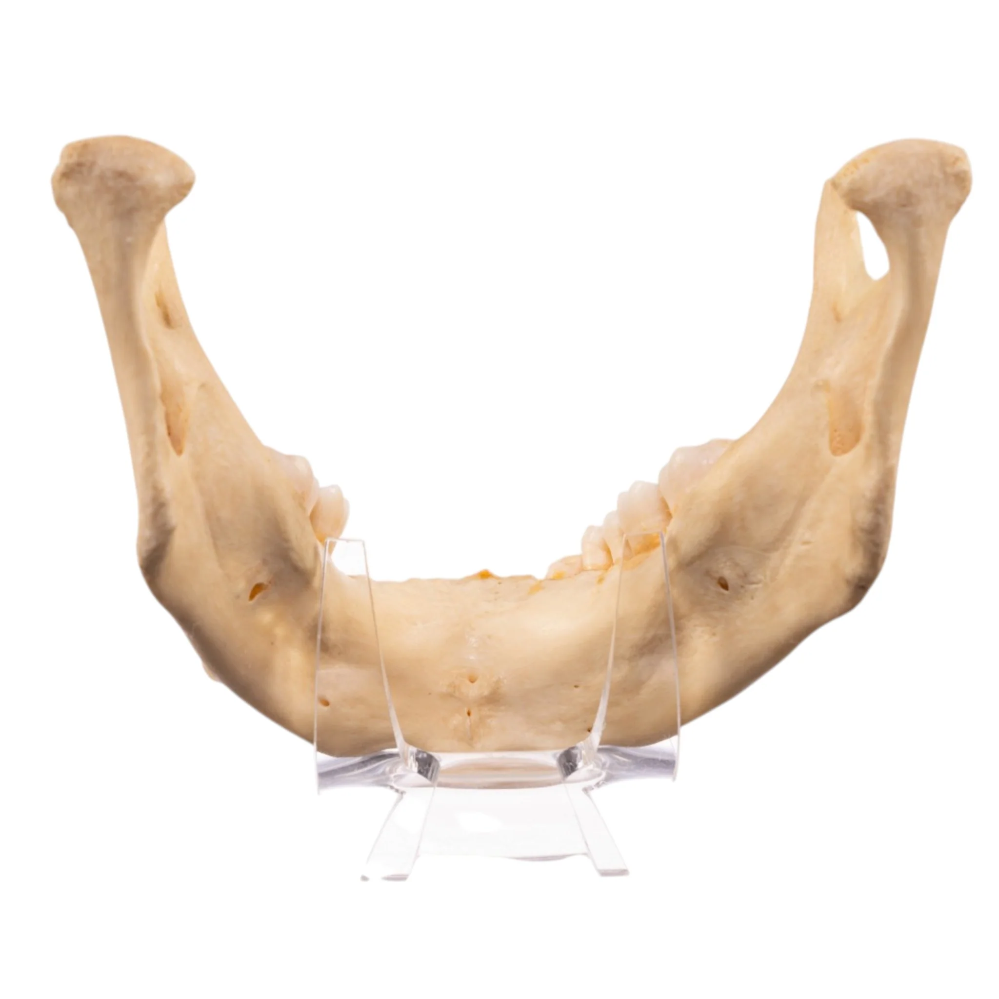 Real Human Mandible - Image 5