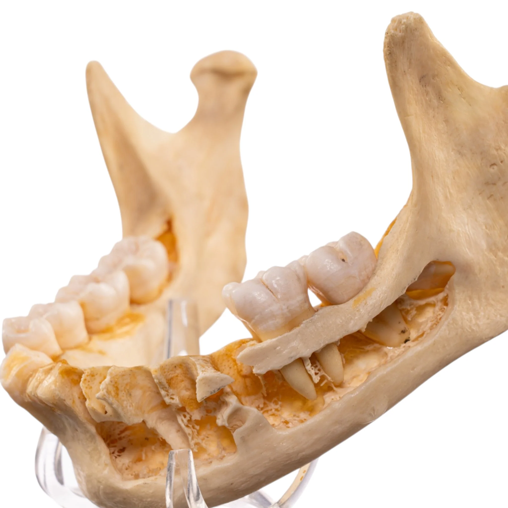 Real Human Mandible - Image 6