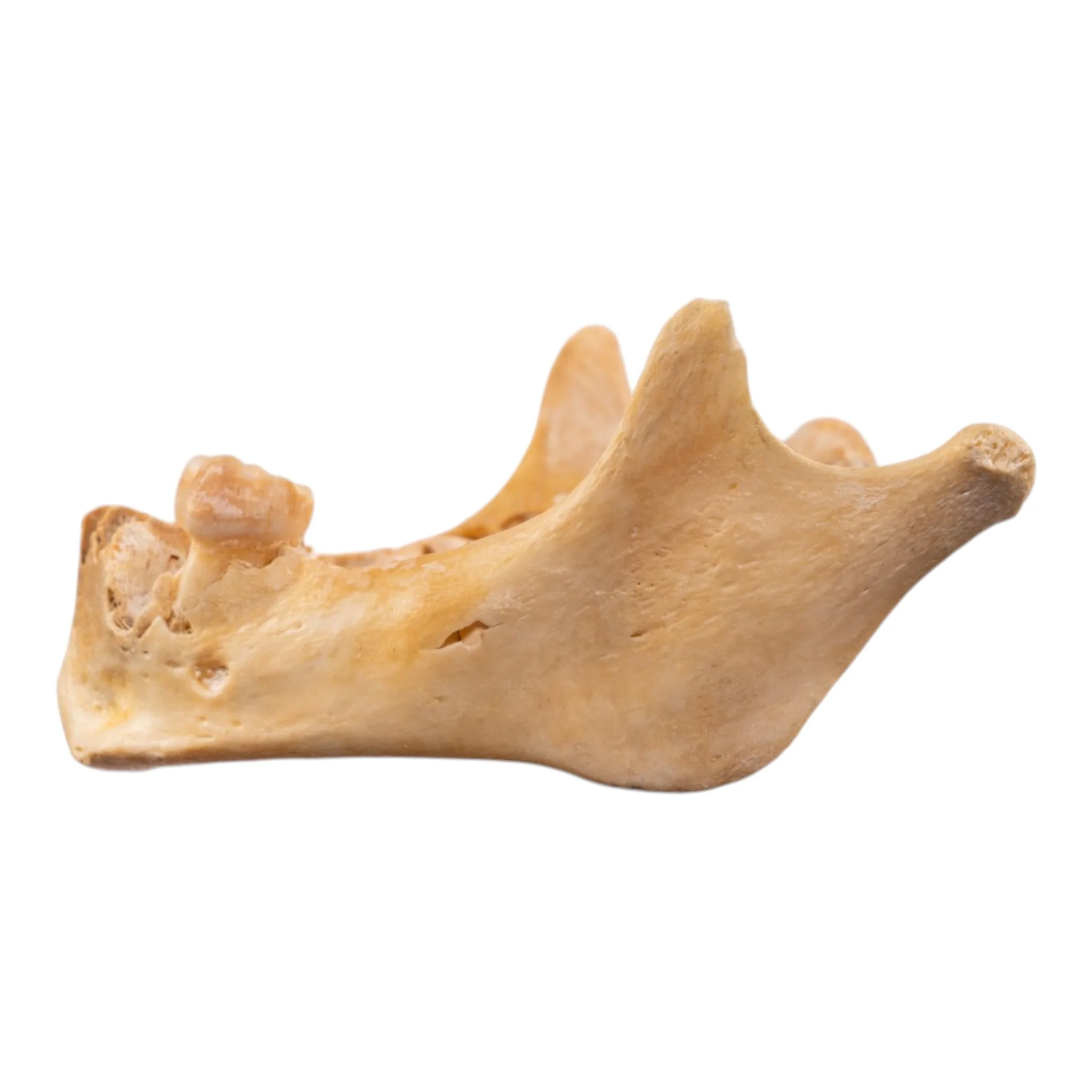 Real Human Mandible - Image 4