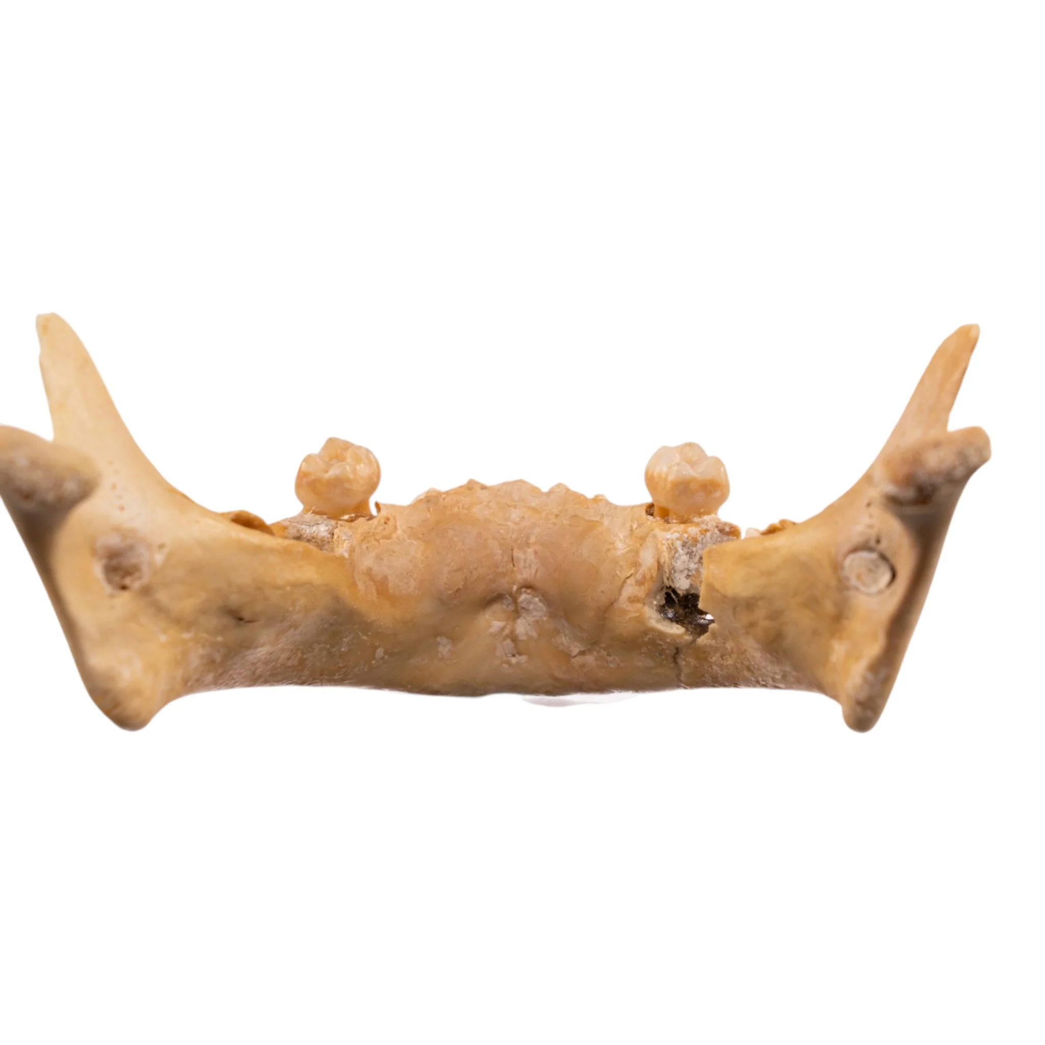 Real Human Mandible - Image 6