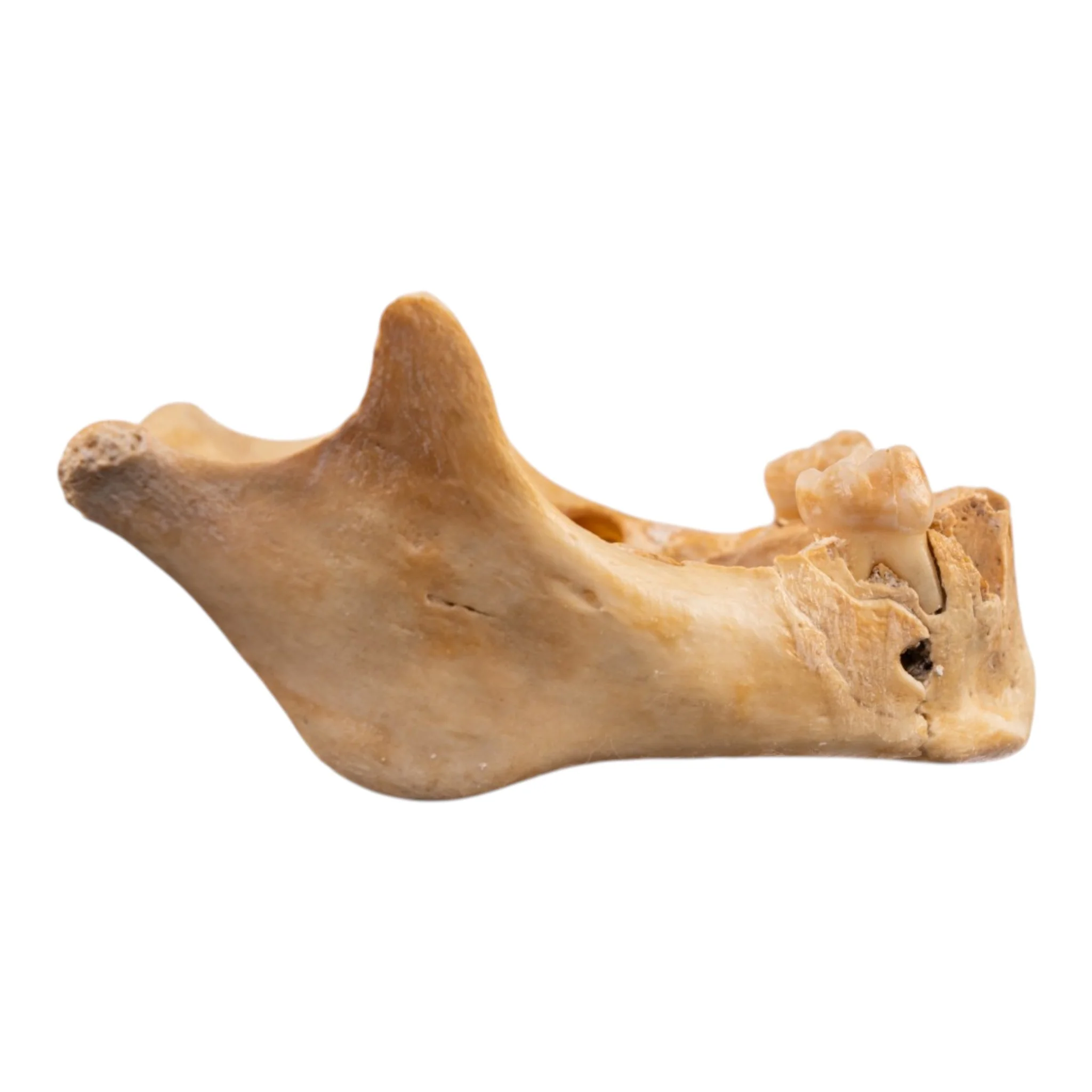 Real Human Mandible - Image 7