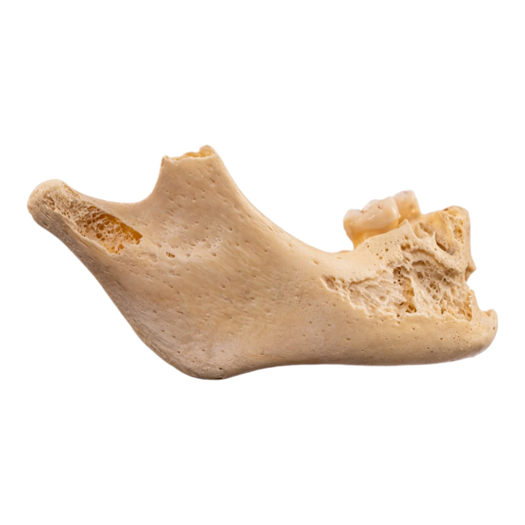 Real Human Mandible - Image 2