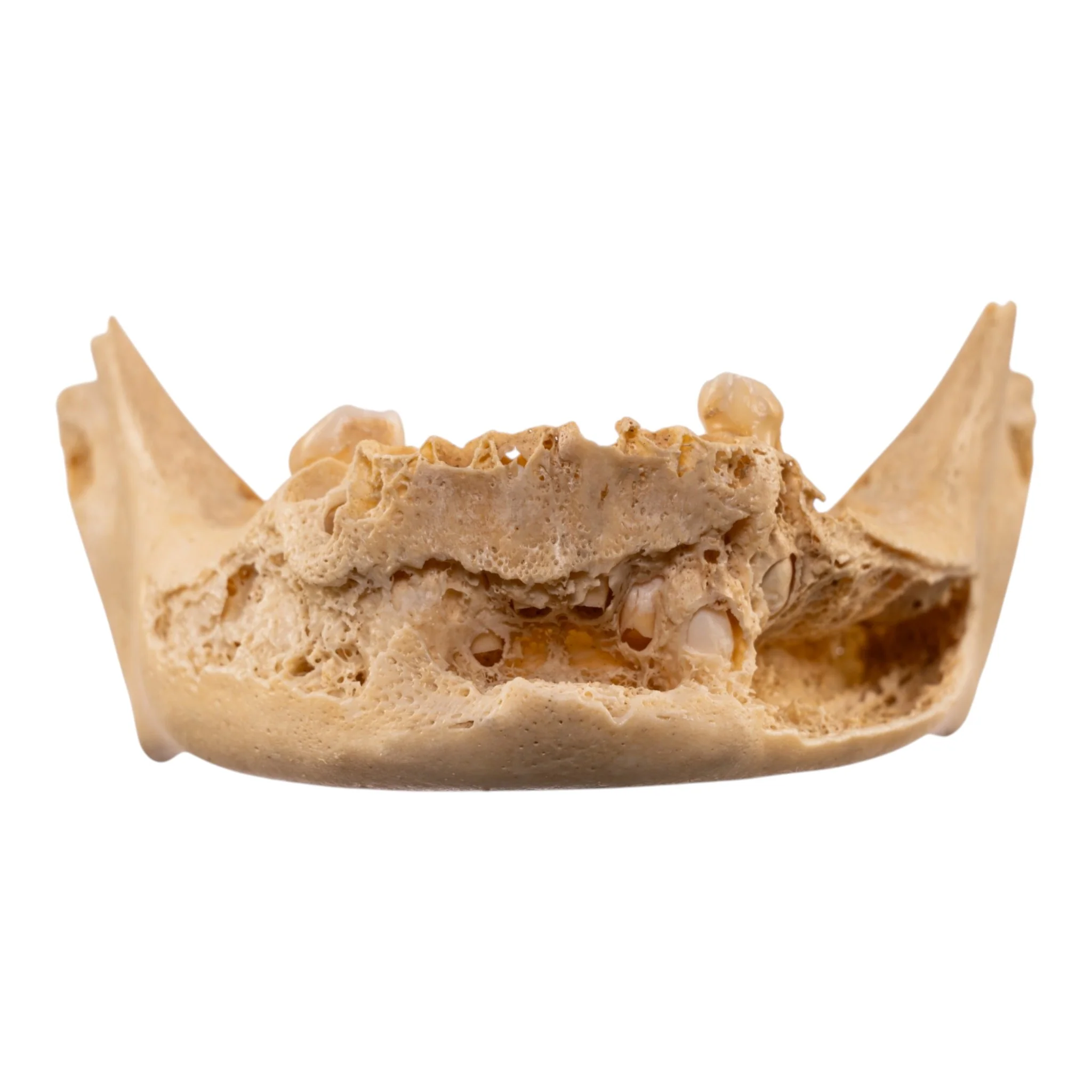 Real Human Mandible - Image 3