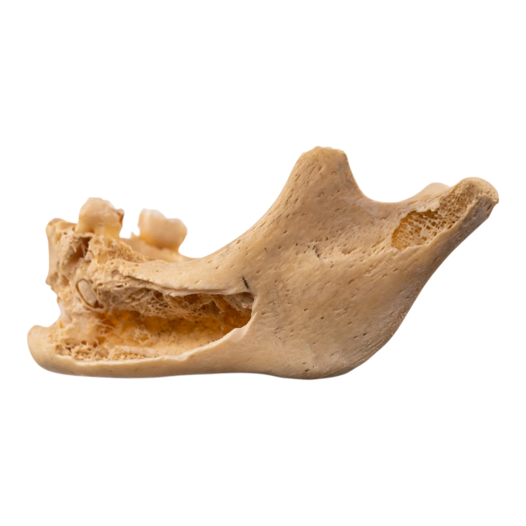 Real Human Mandible - Image 4