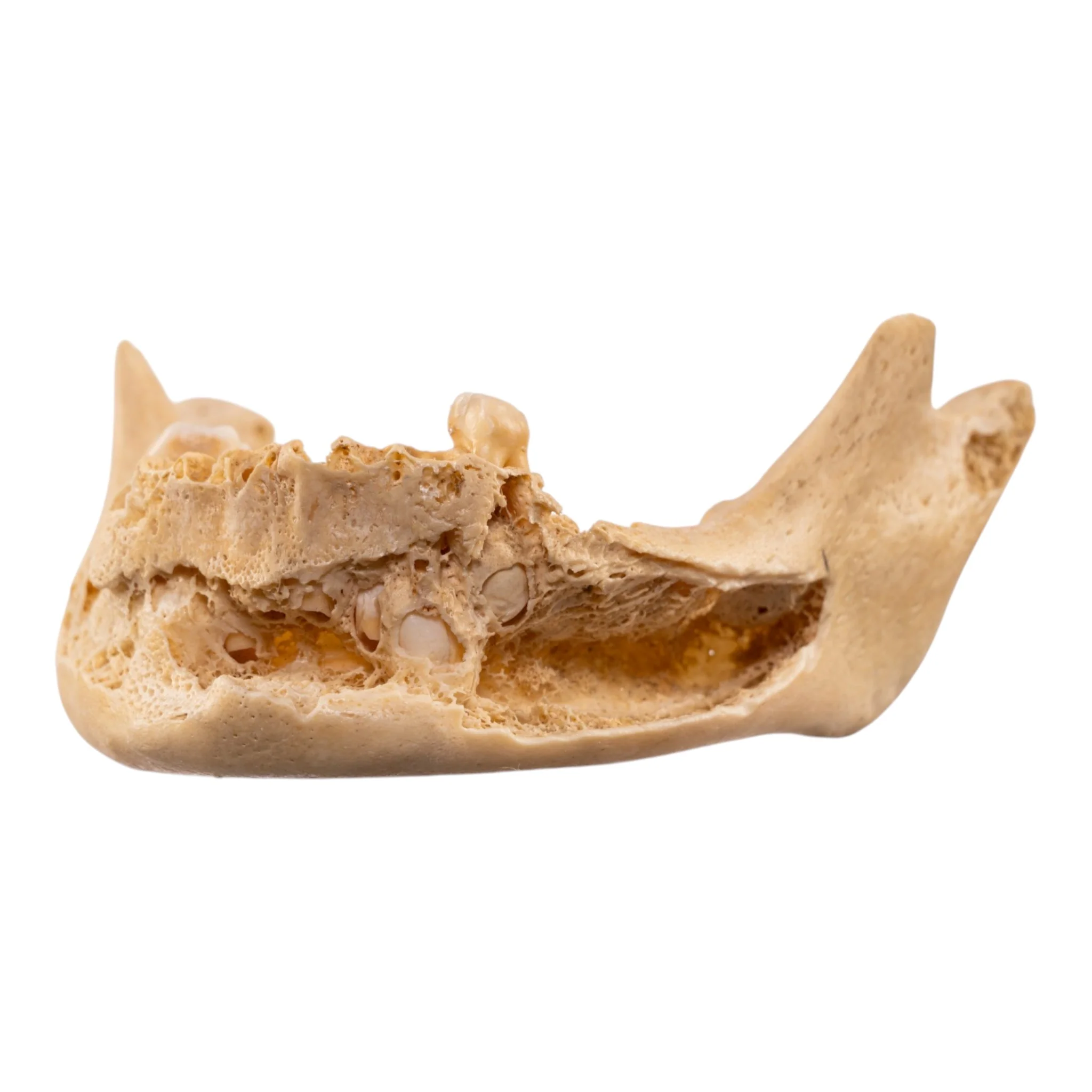Real Human Mandible - Image 6