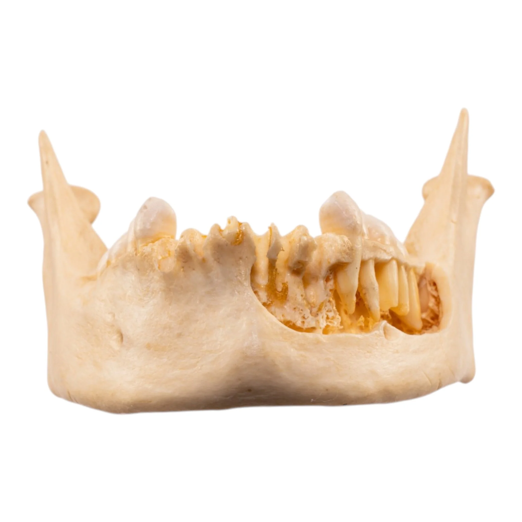 Real Human Mandible - Dissected - Image 3