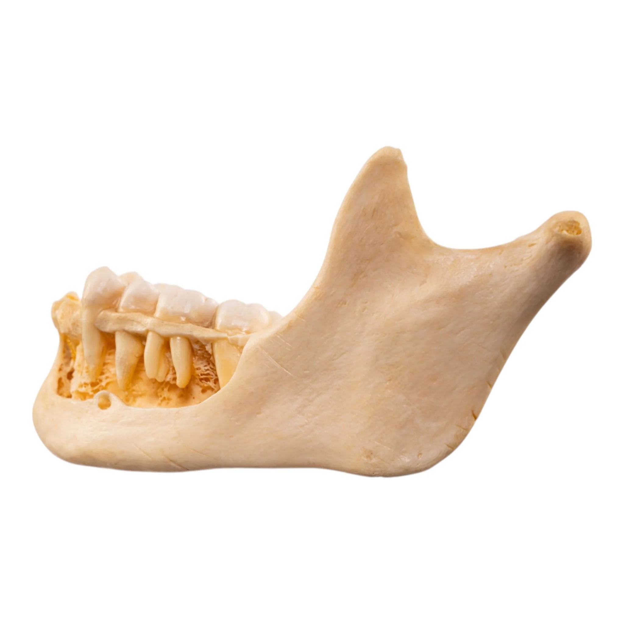 Real Human Mandible - Dissected - Image 4