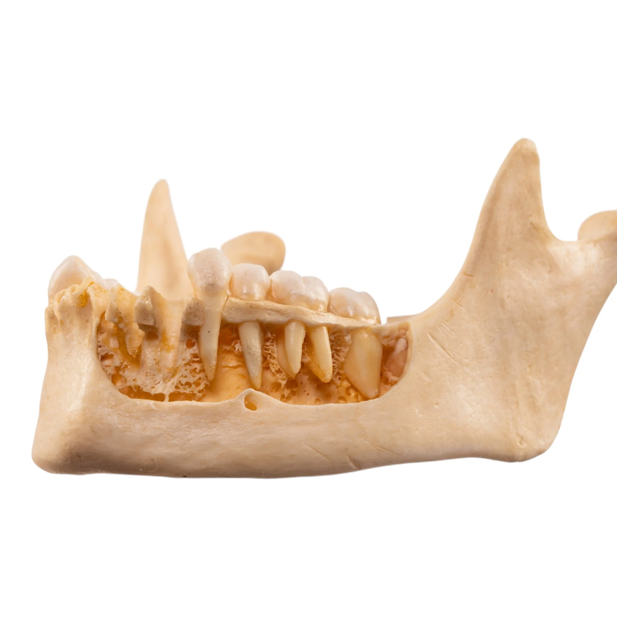 Real Human Mandible - Dissected - Image 6
