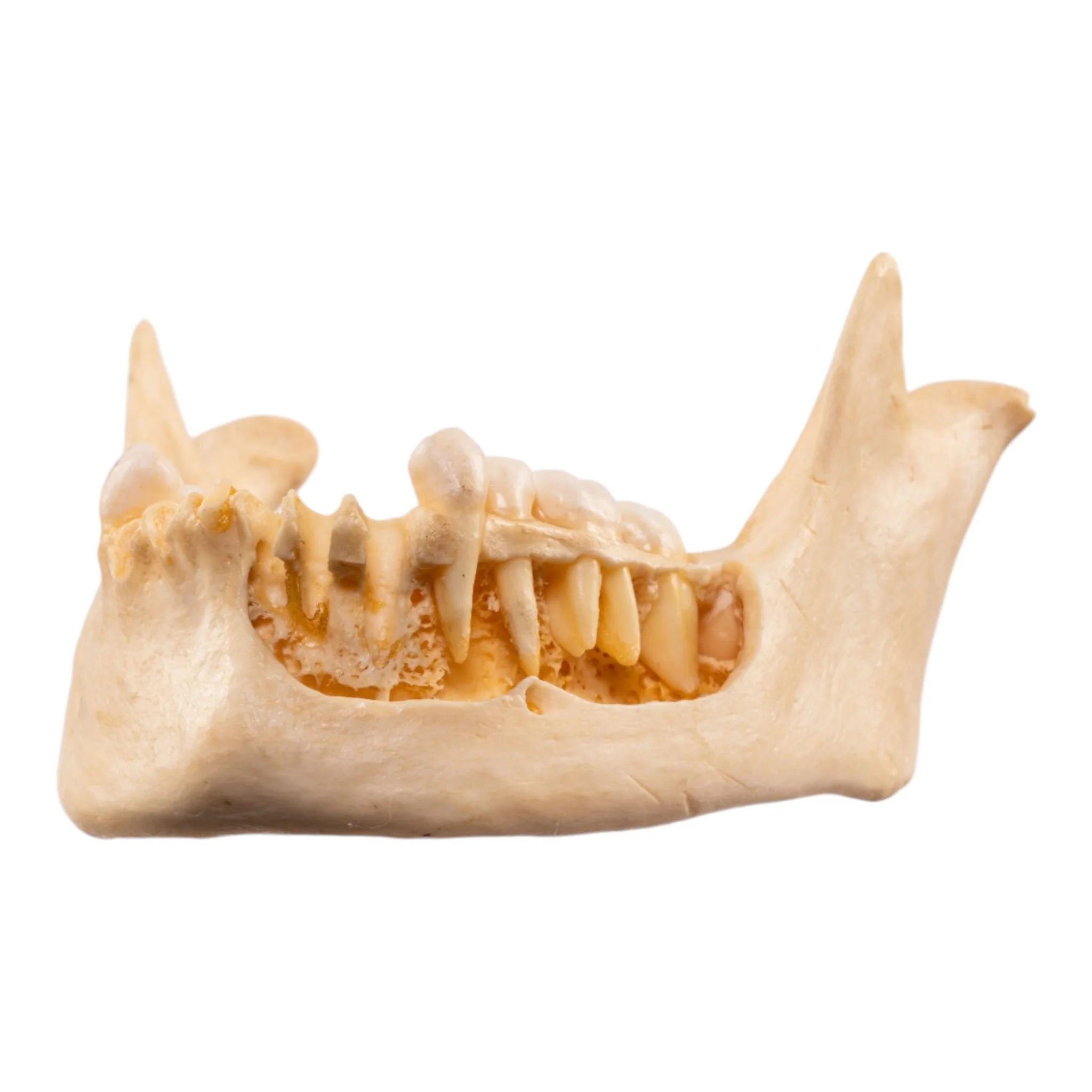 Real Human Mandible - Dissected - Image 7