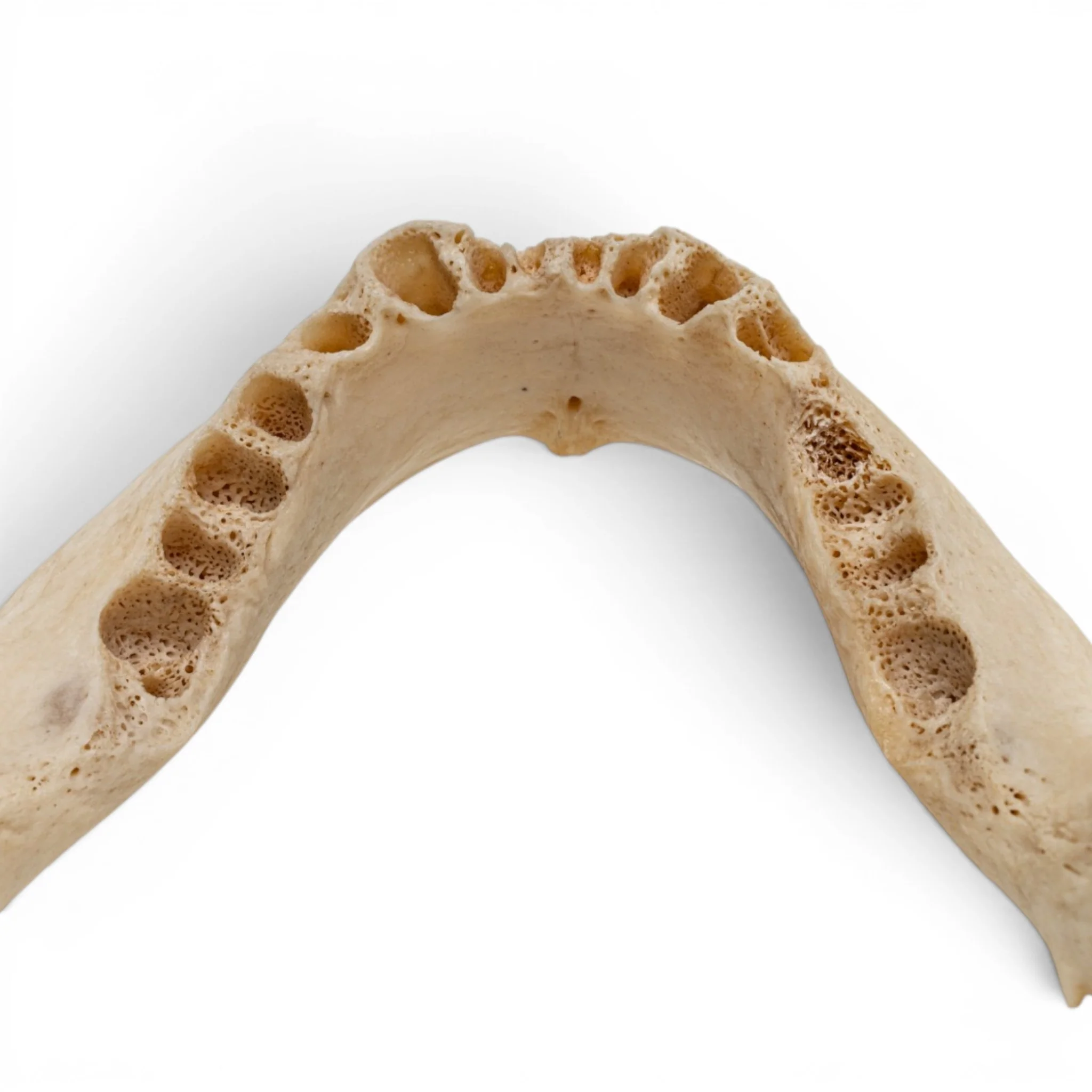 Real Human Mandible - Image 7