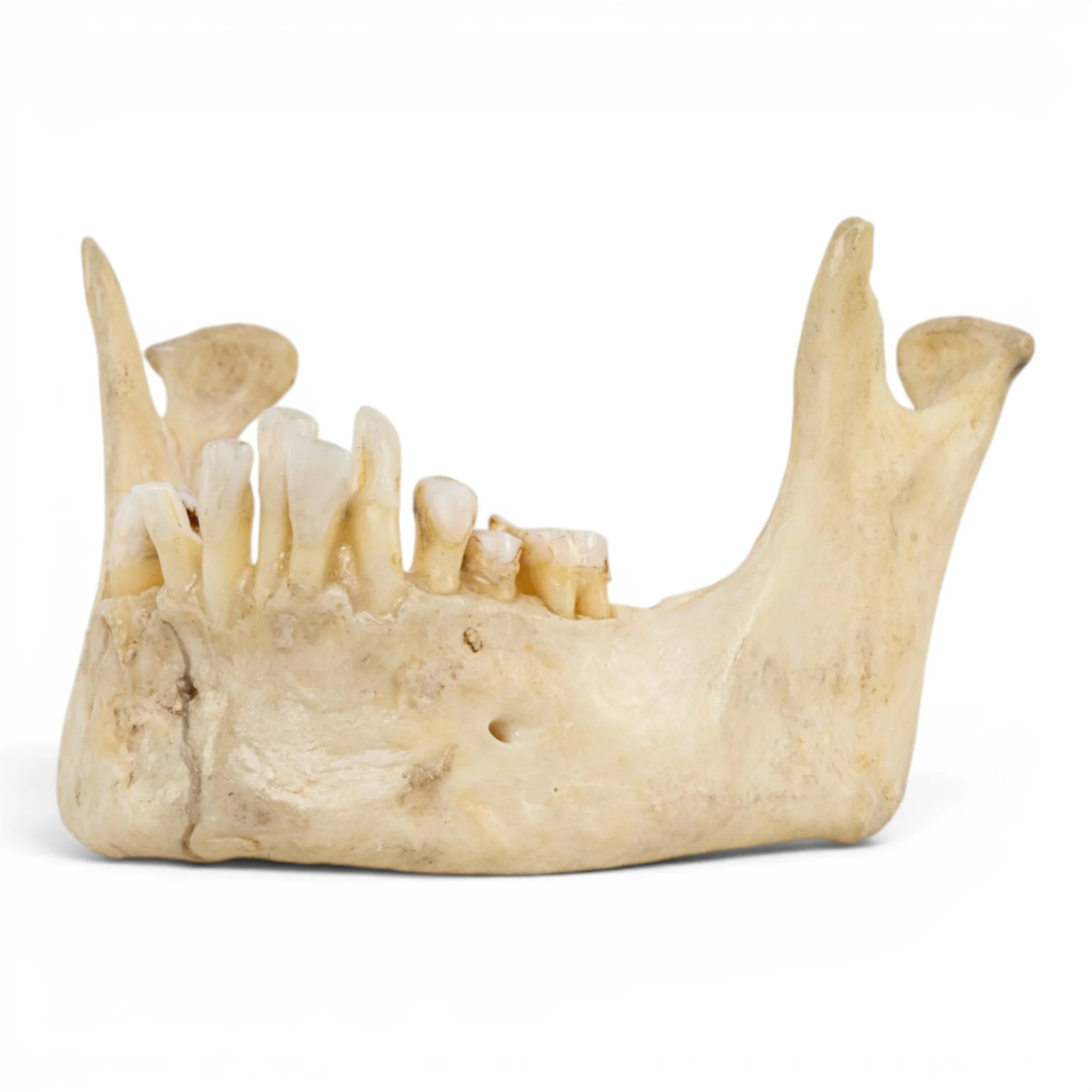 New Arrivals - Human Products