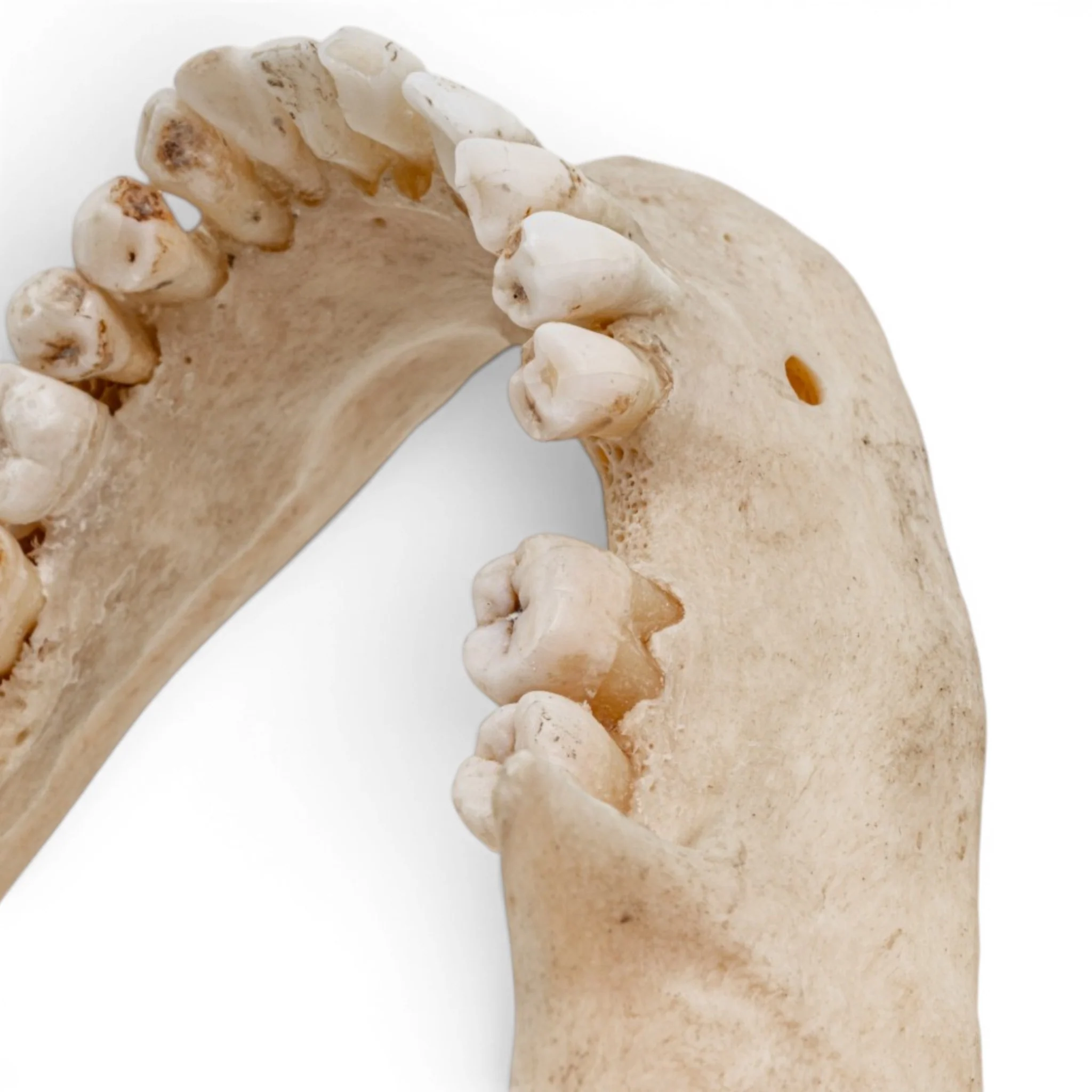 Real Human Mandible - Image 6