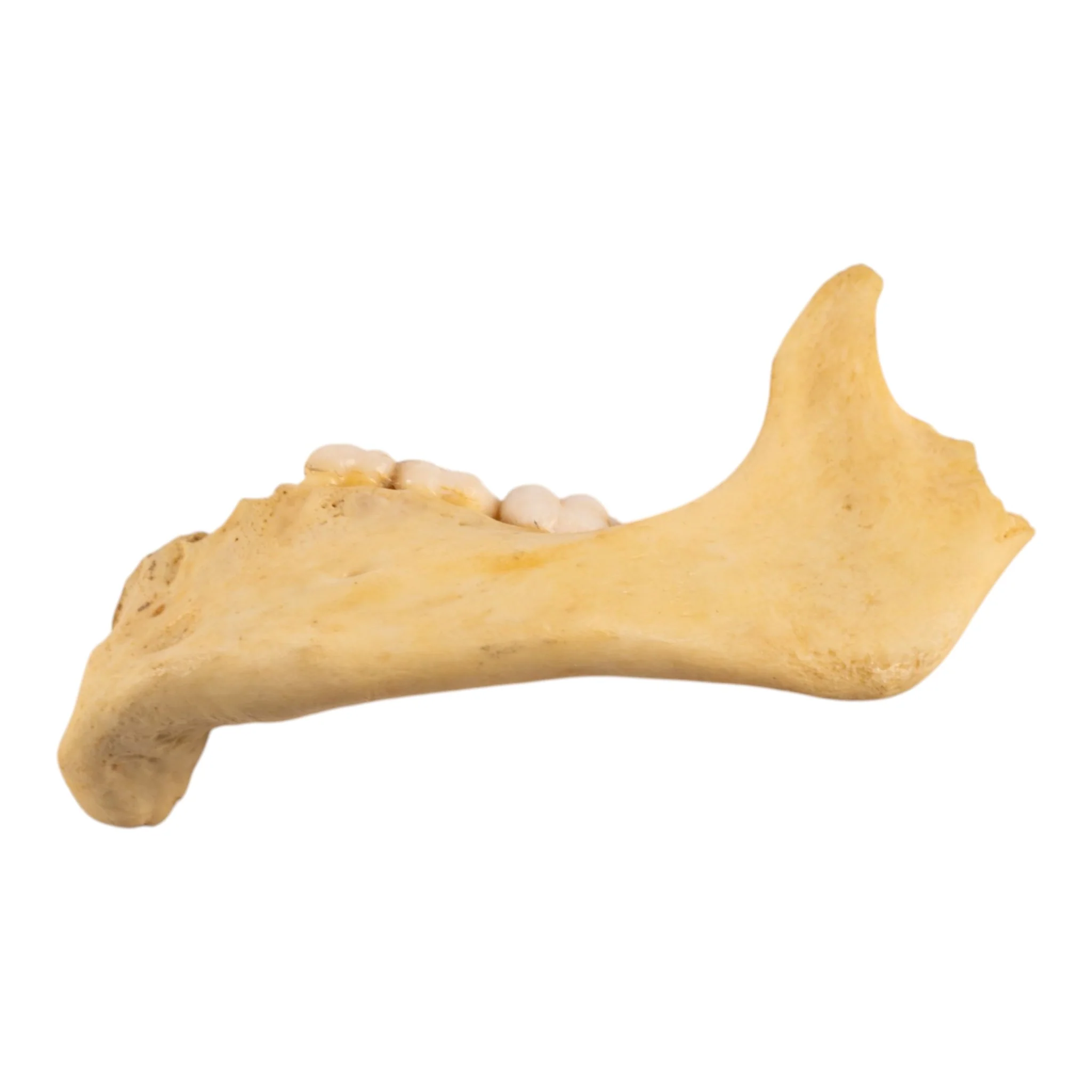 Real Human Child Partial Mandible - Image 3